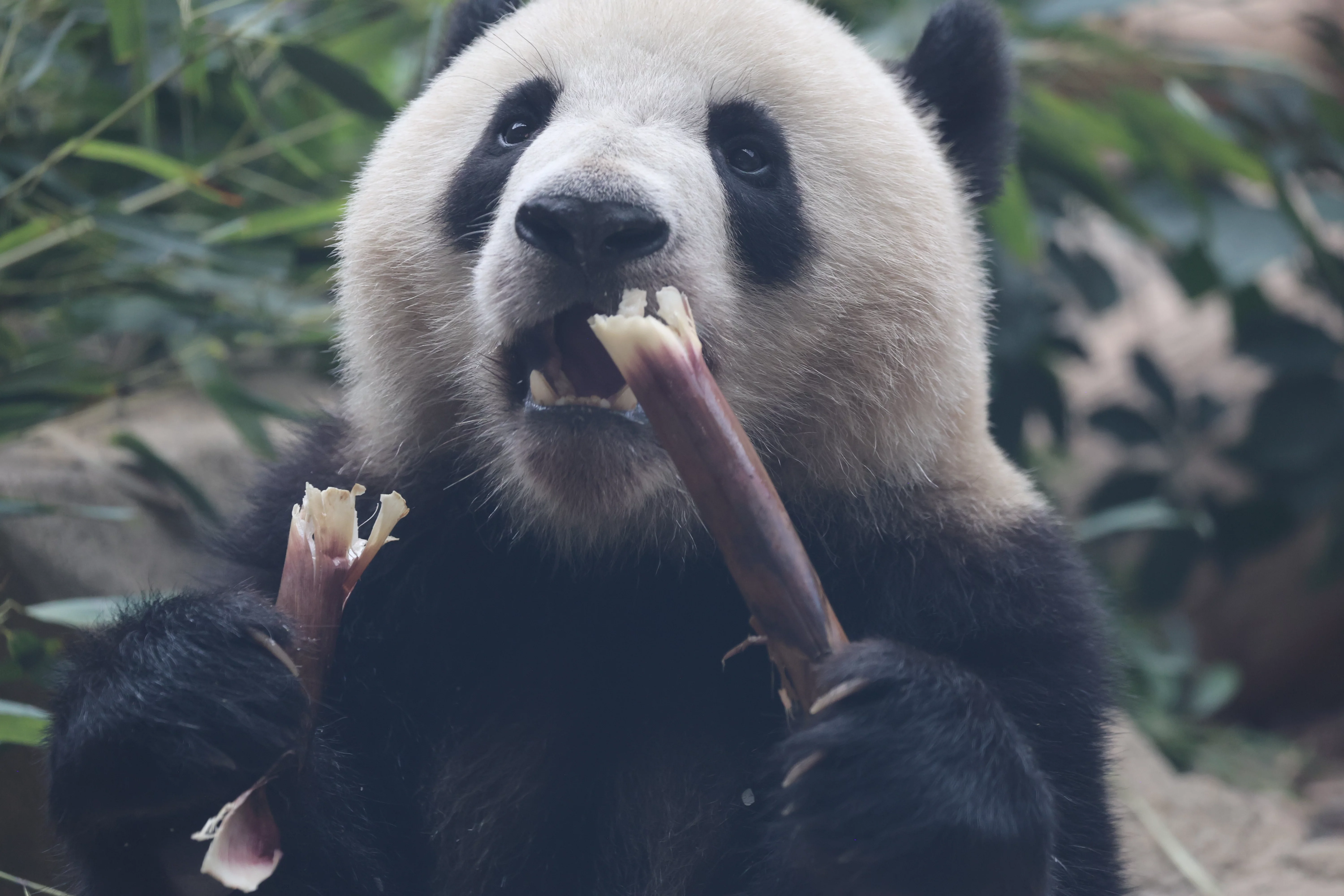 Chengdu Research Base of Giant Panda Breeding