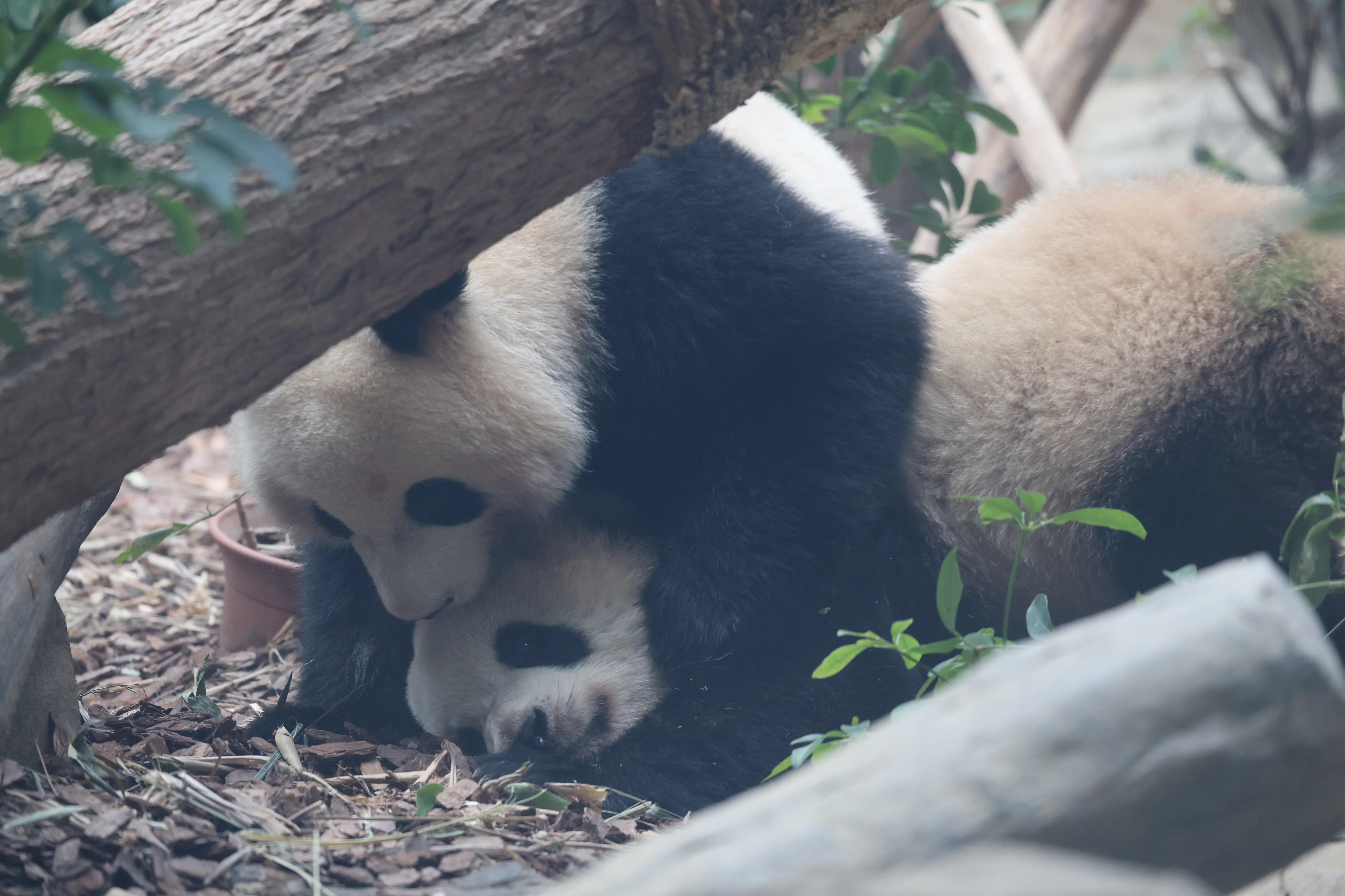 Chengdu Research Base of Giant Panda Breeding