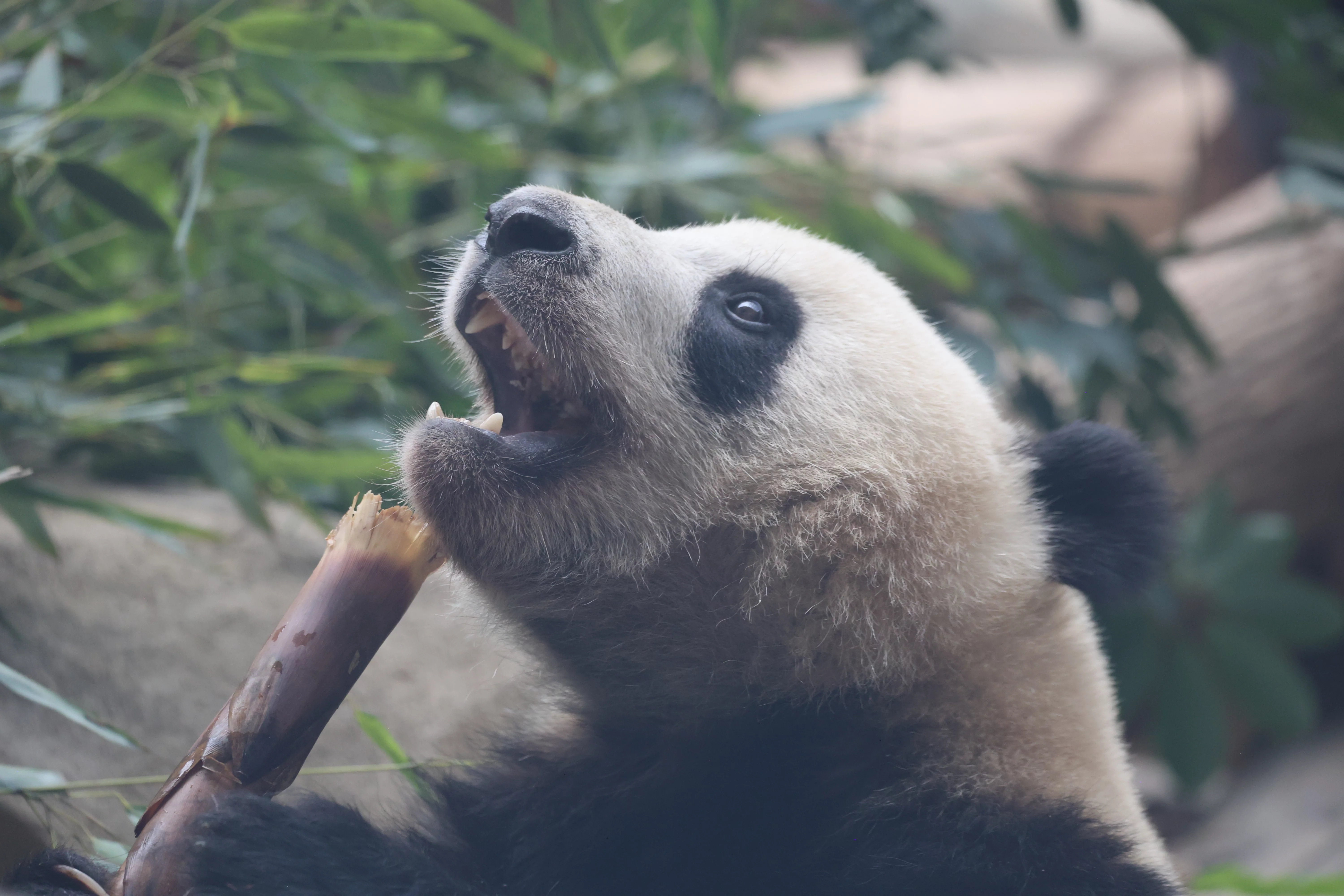 Chengdu Research Base of Giant Panda Breeding