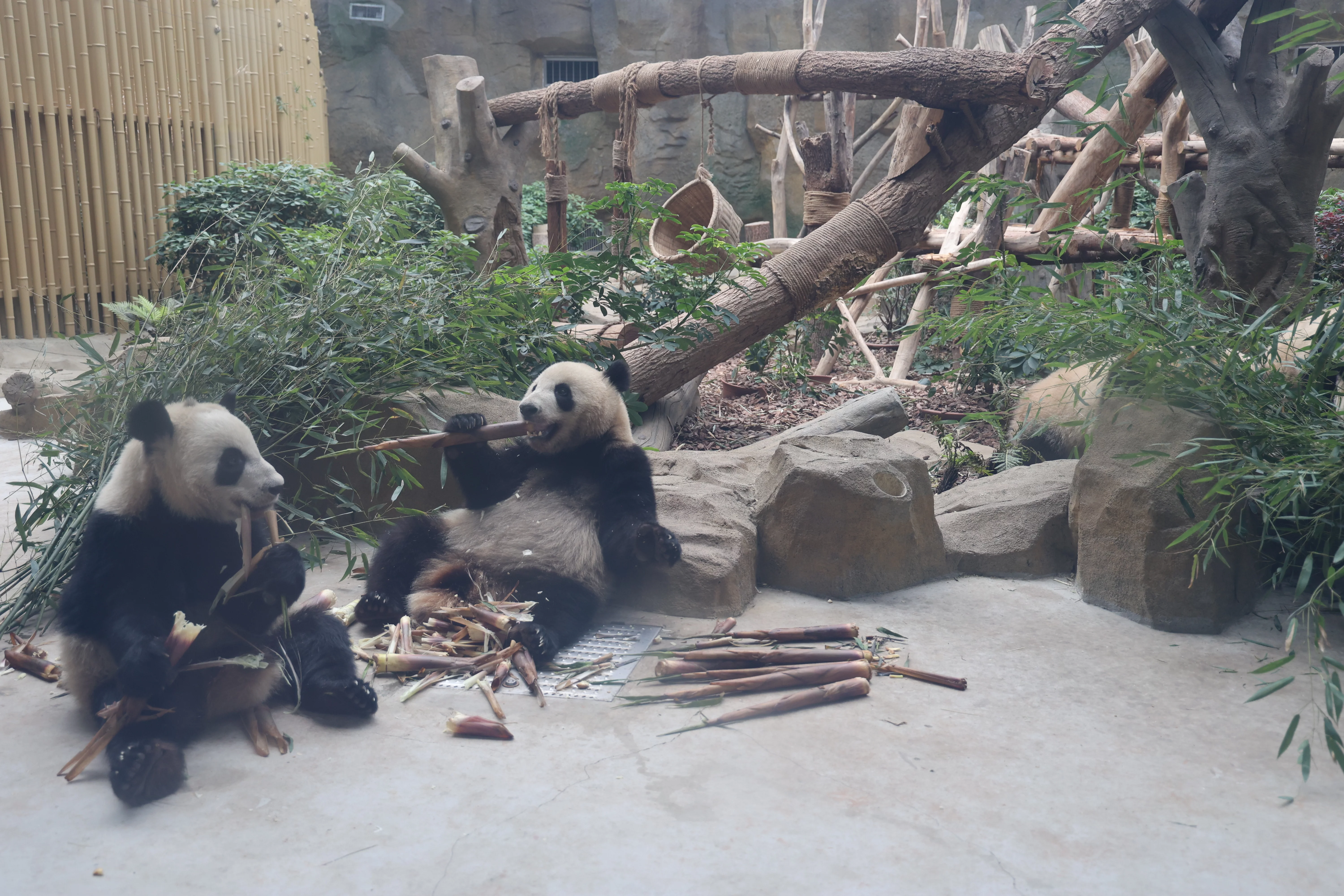 Chengdu Research Base of Giant Panda Breeding
