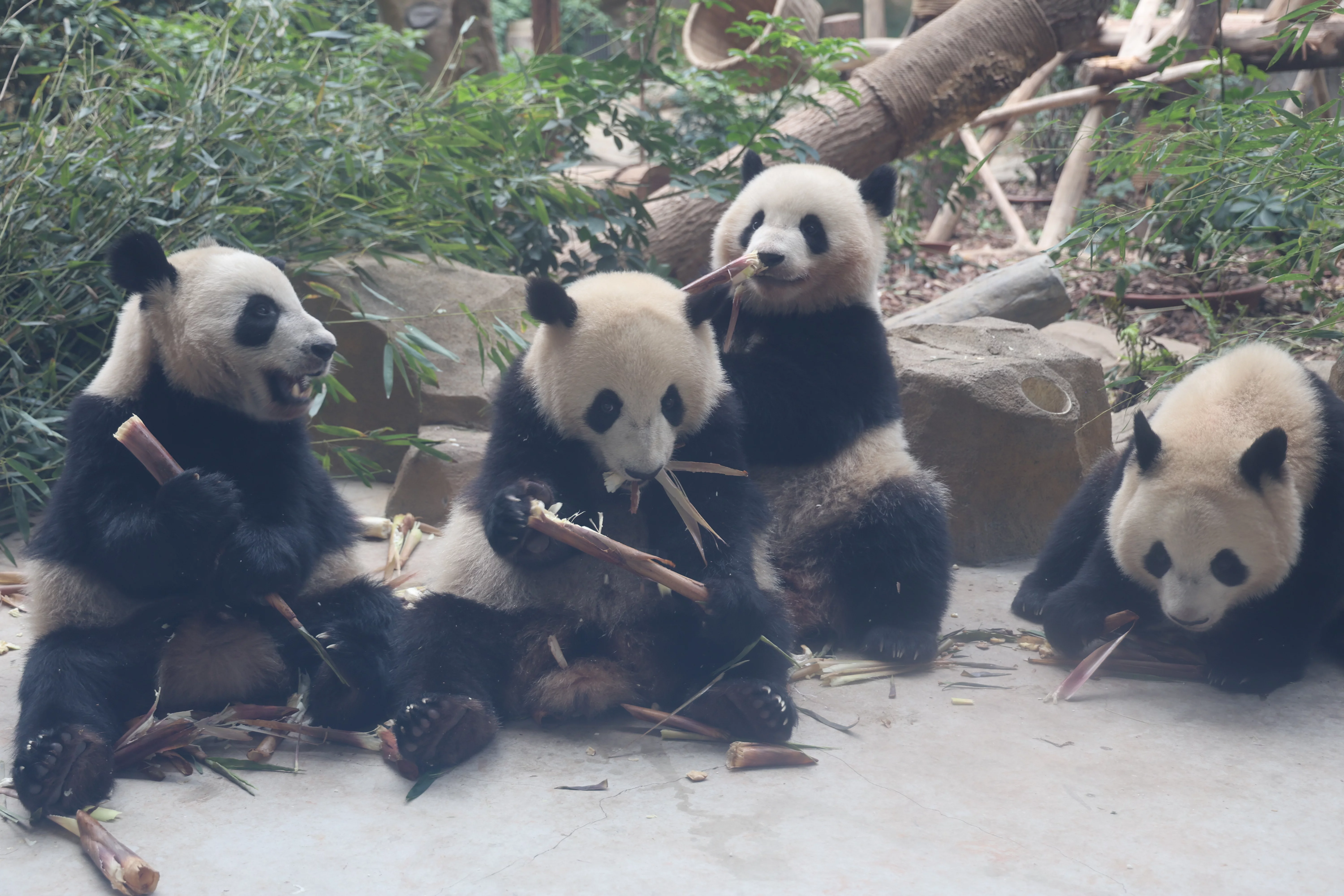 Chengdu Research Base of Giant Panda Breeding