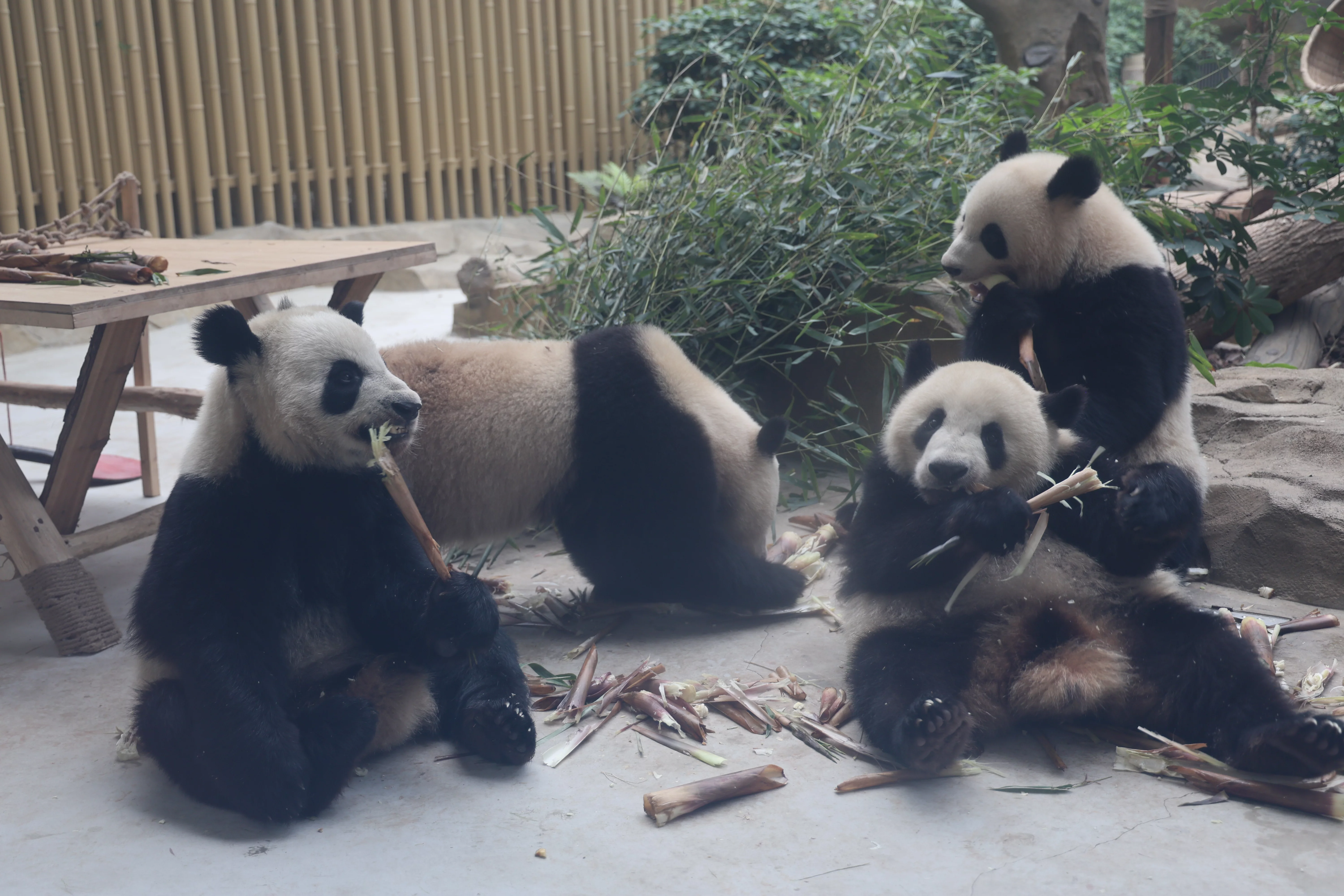 Chengdu Research Base of Giant Panda Breeding