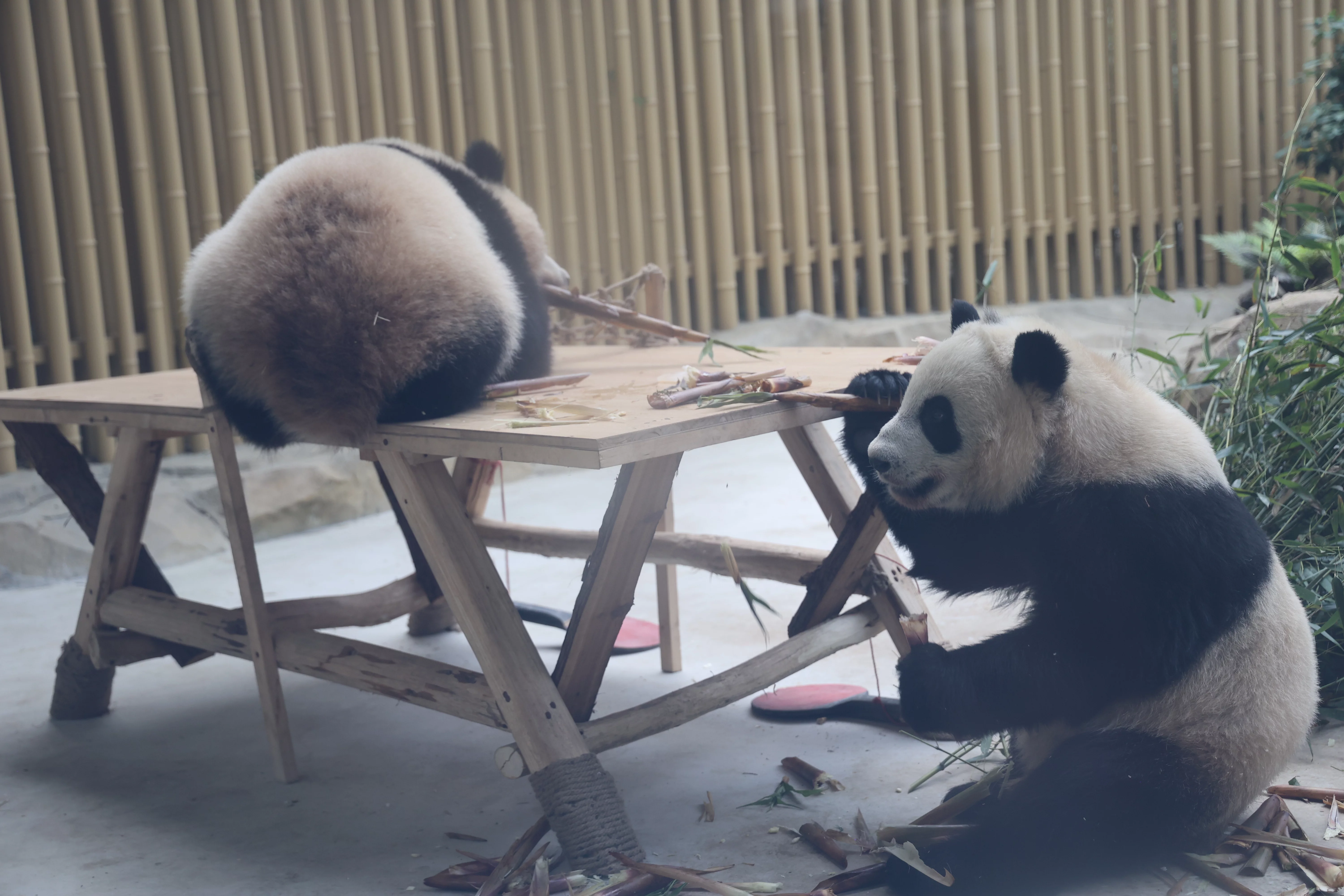 Chengdu Research Base of Giant Panda Breeding