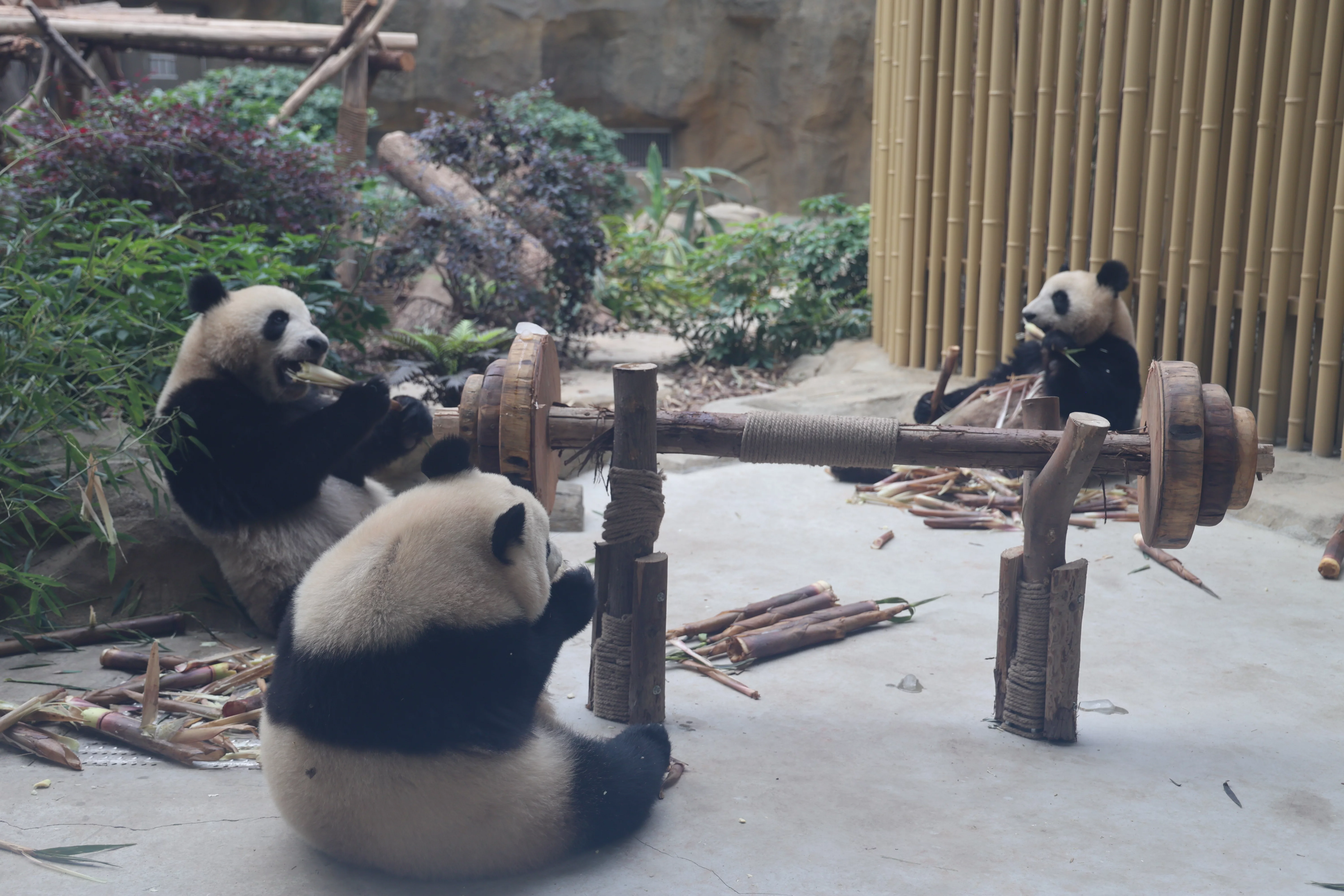 Chengdu Research Base of Giant Panda Breeding