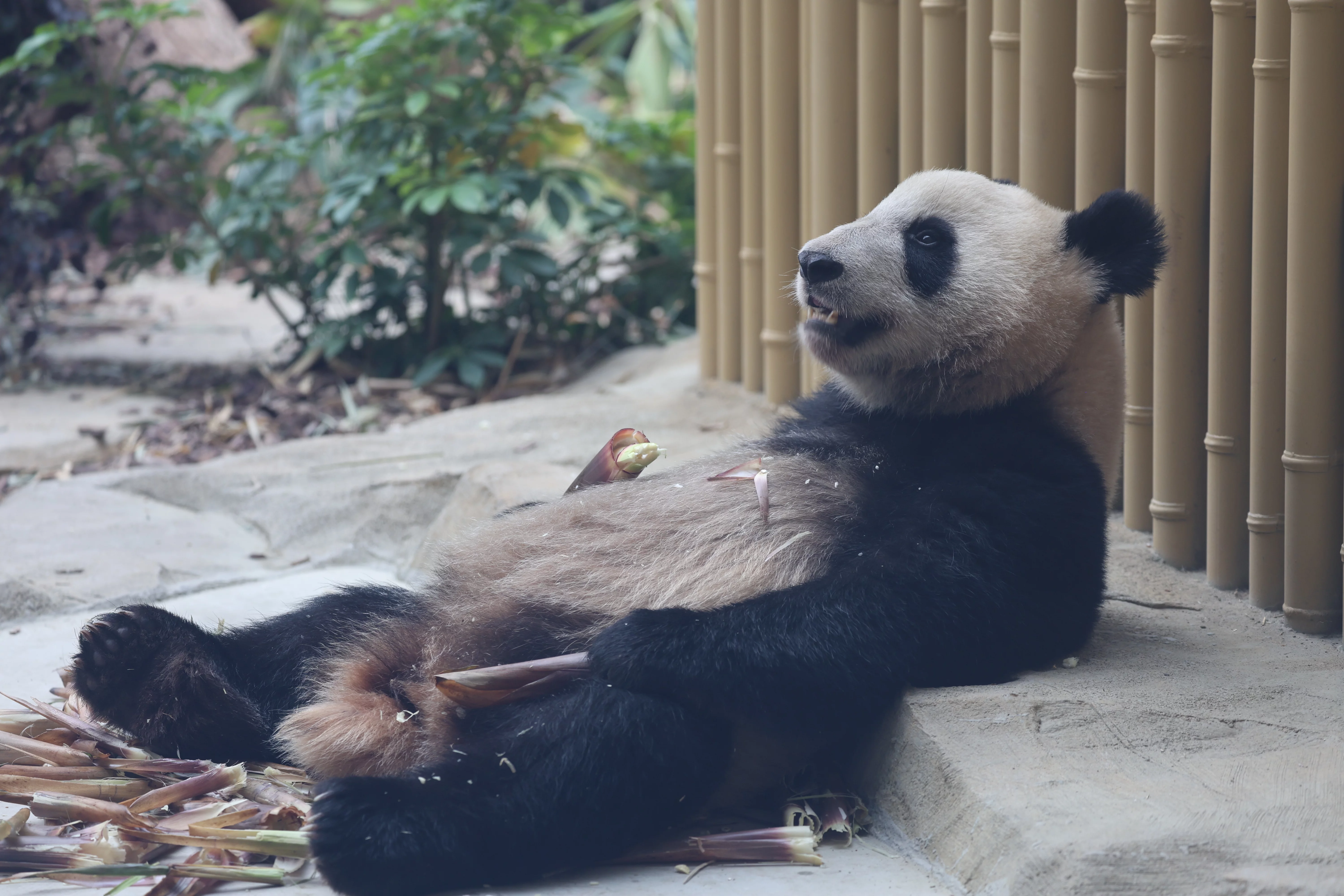 Chengdu Research Base of Giant Panda Breeding