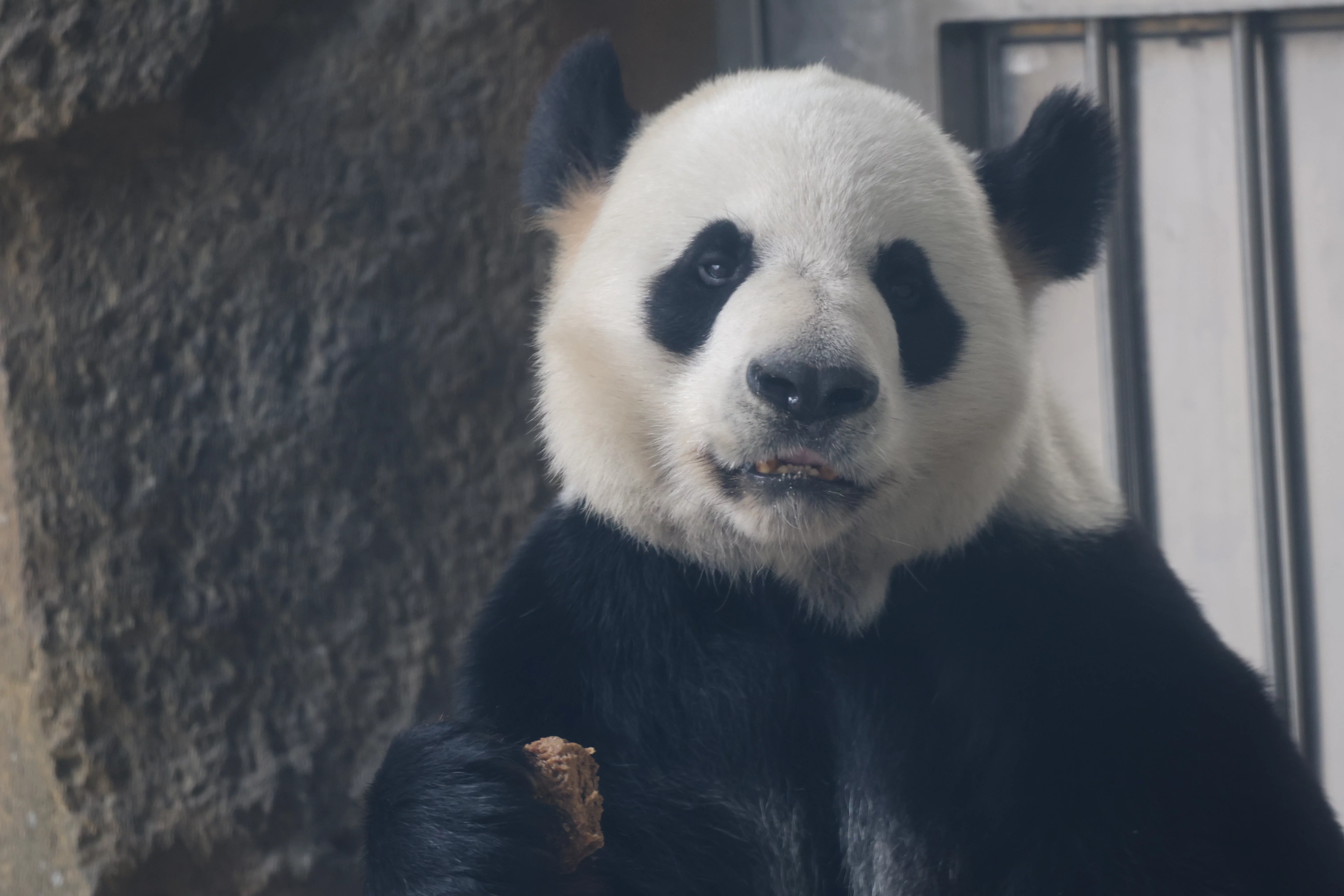 Chengdu Research Base of Giant Panda Breeding