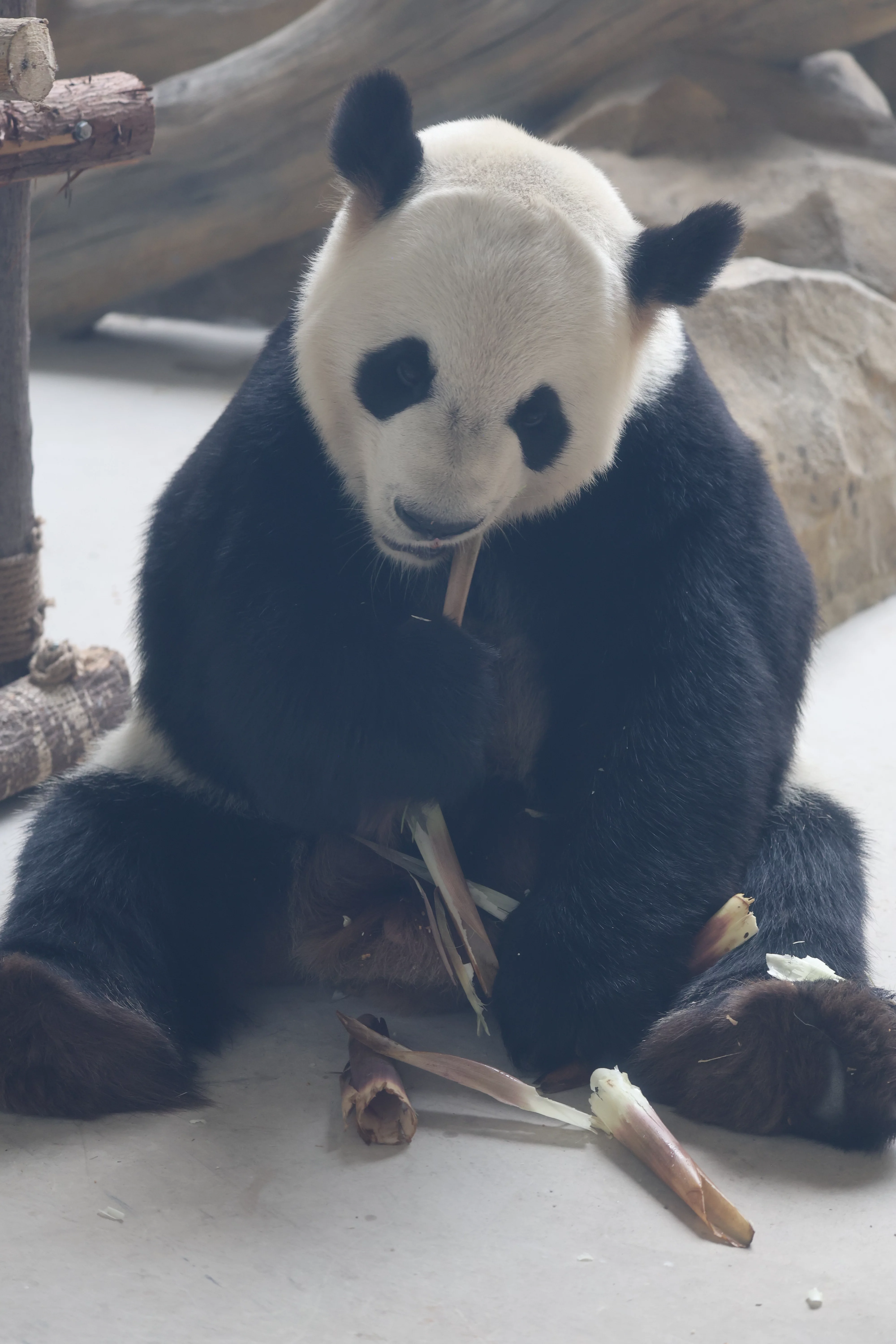 Chengdu Research Base of Giant Panda Breeding