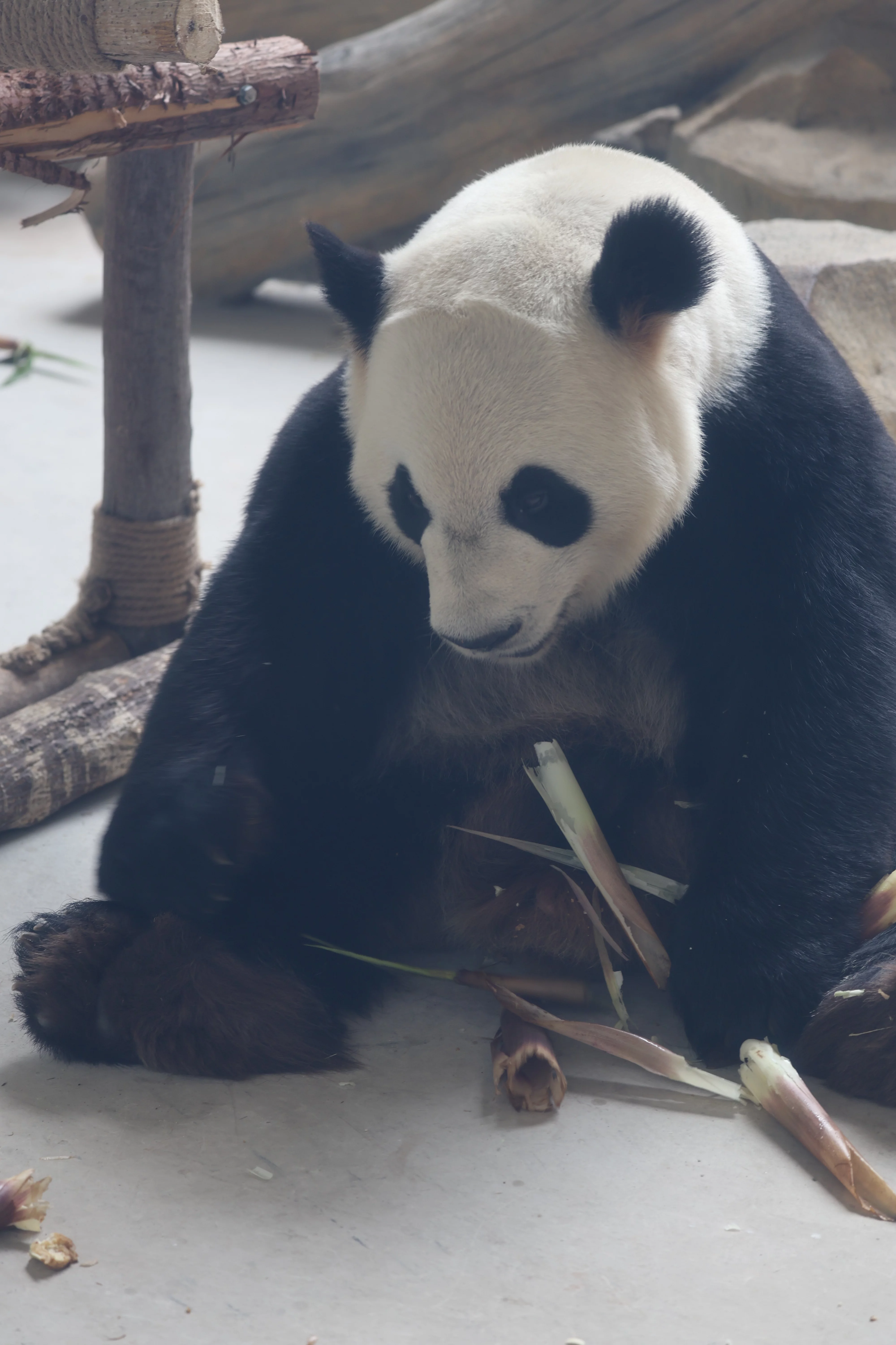 Chengdu Research Base of Giant Panda Breeding