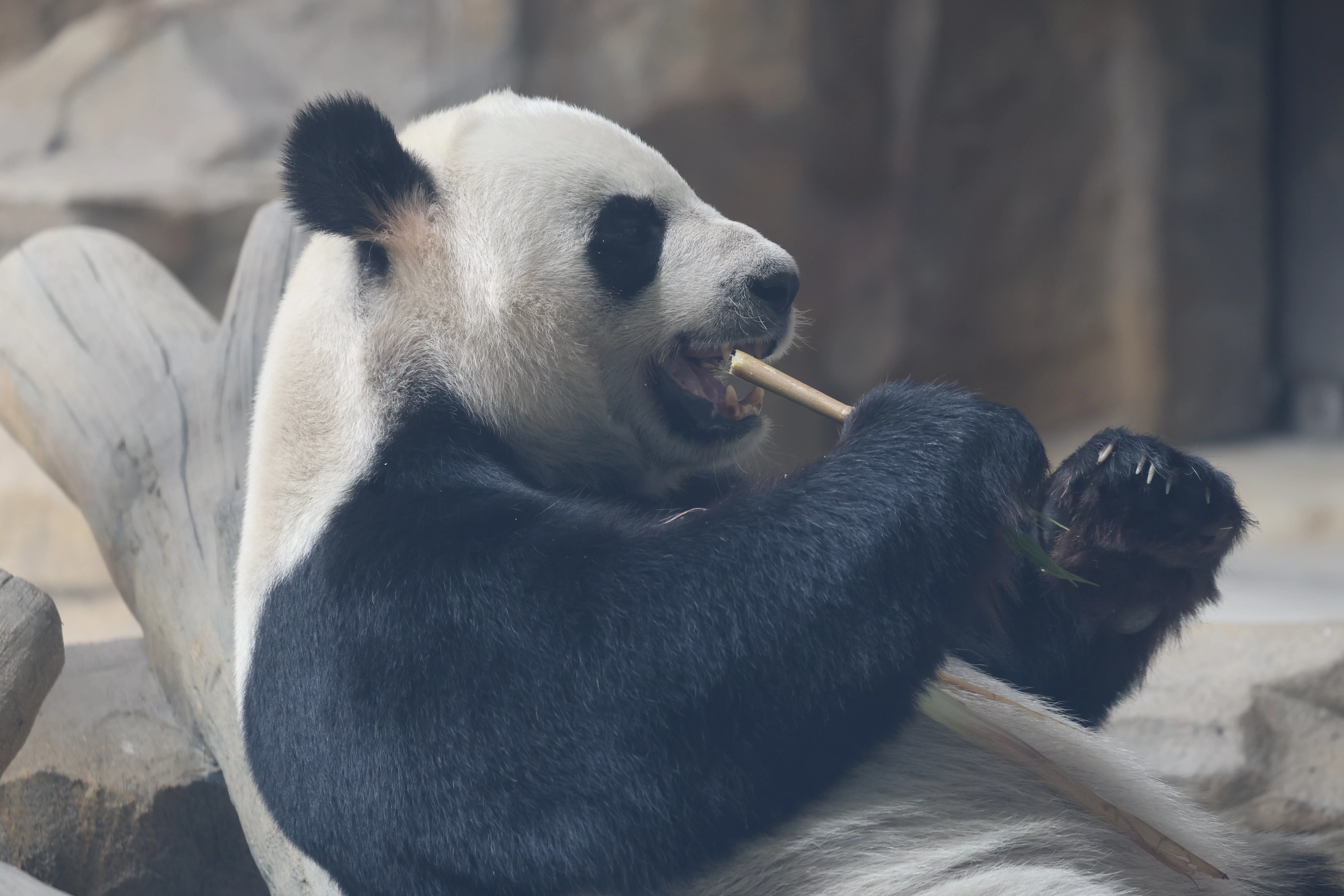 Chengdu Research Base of Giant Panda Breeding