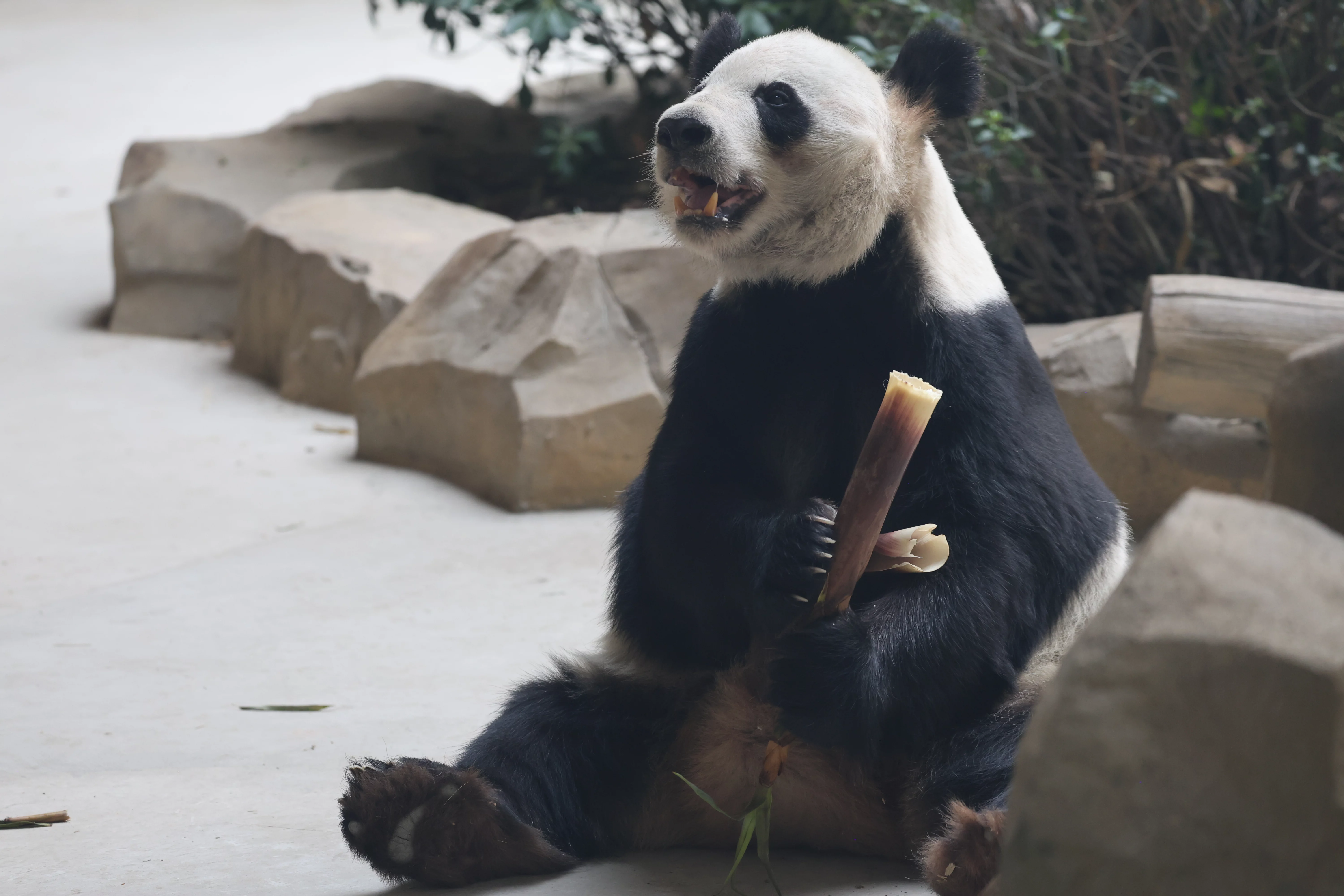 Chengdu Research Base of Giant Panda Breeding