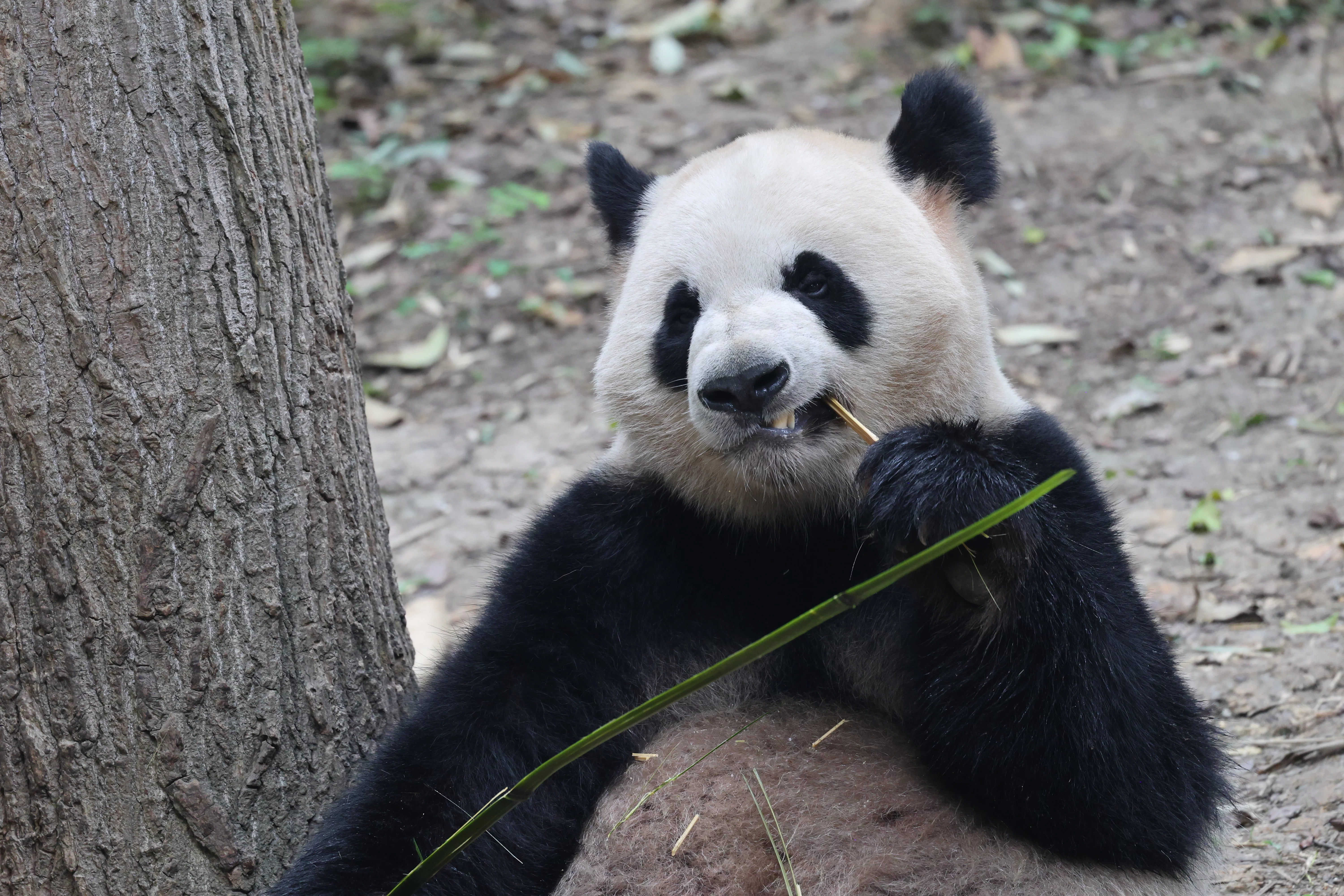 Chengdu Research Base of Giant Panda Breeding