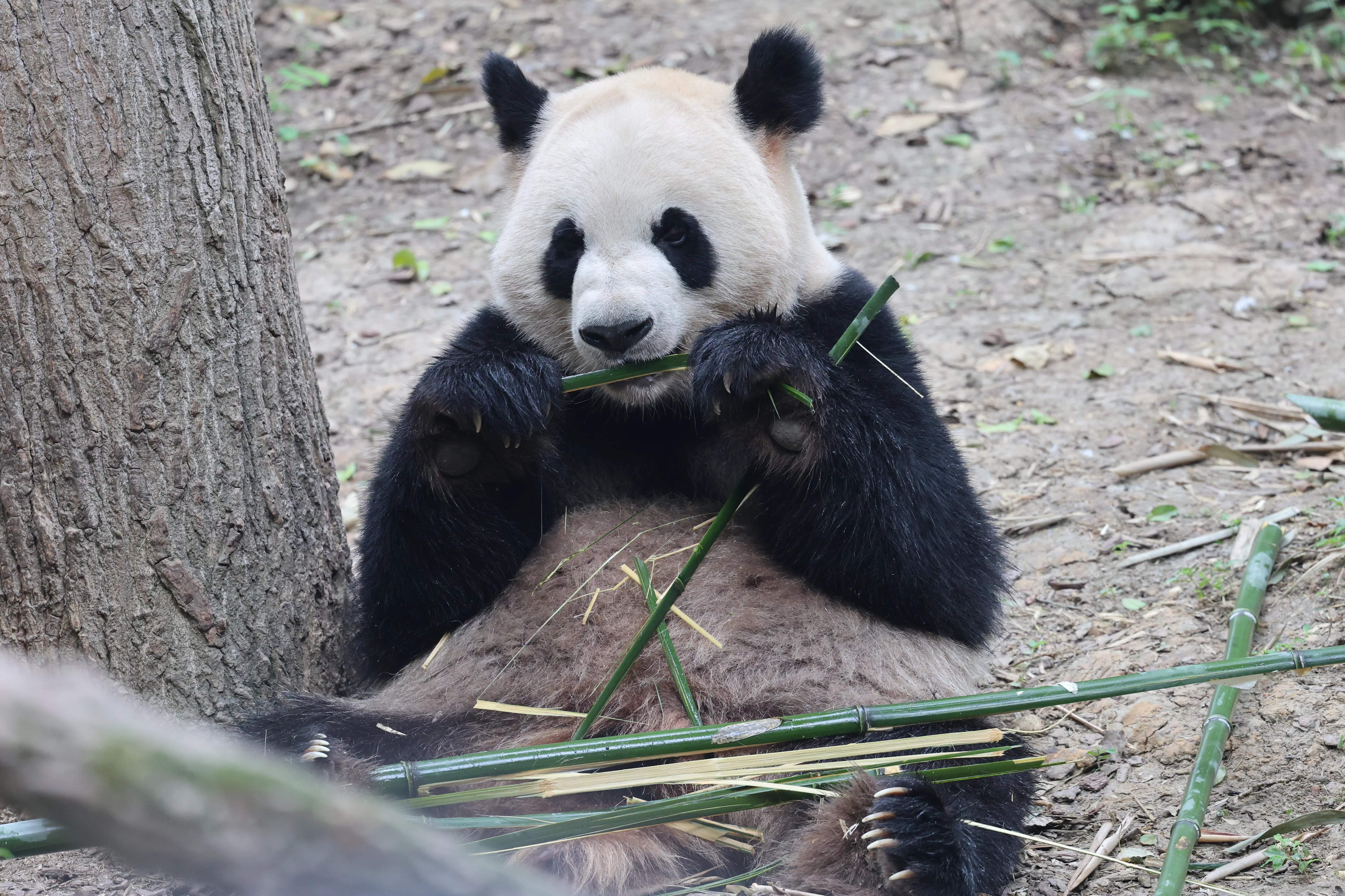Chengdu Research Base of Giant Panda Breeding