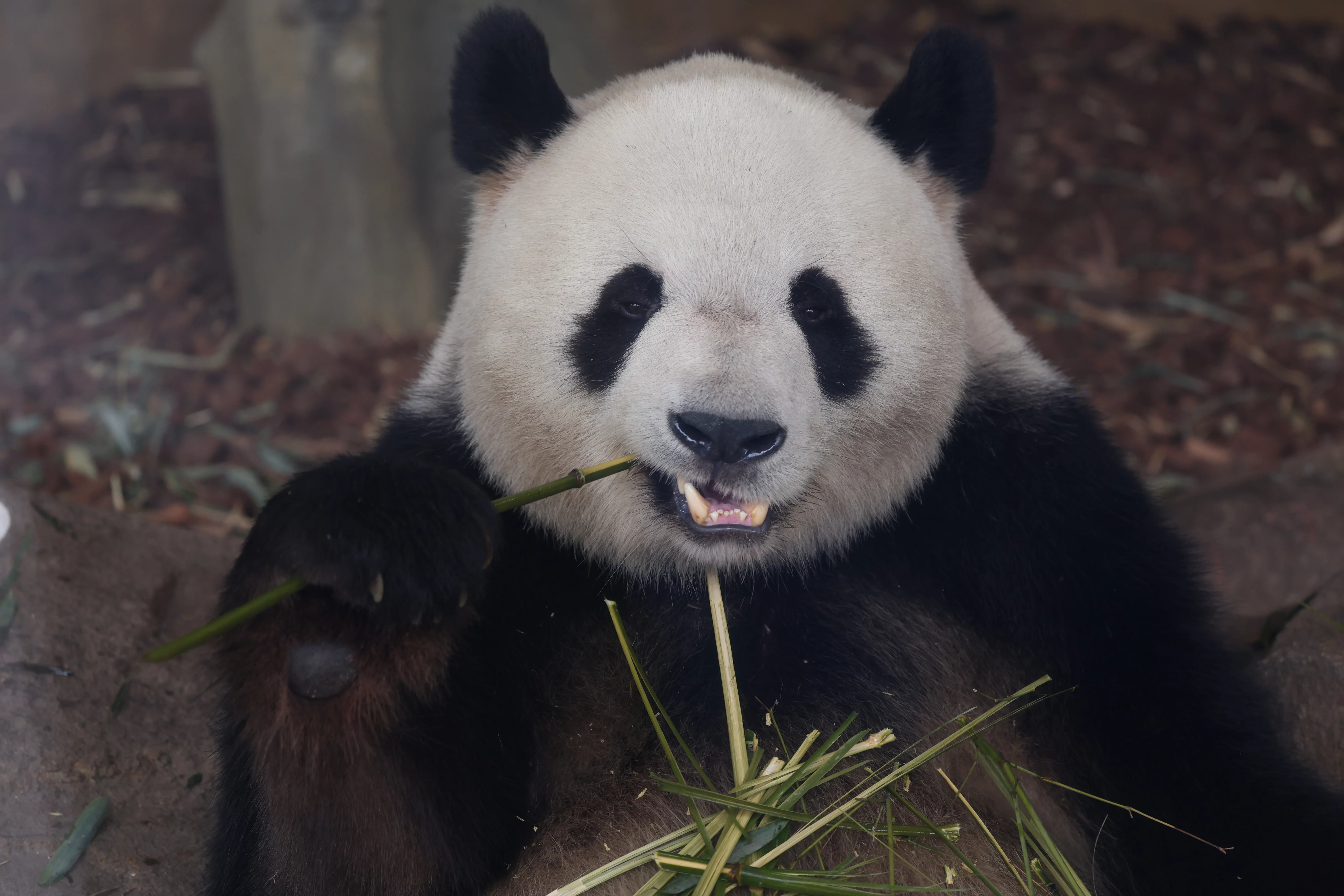 Chengdu Research Base of Giant Panda Breeding