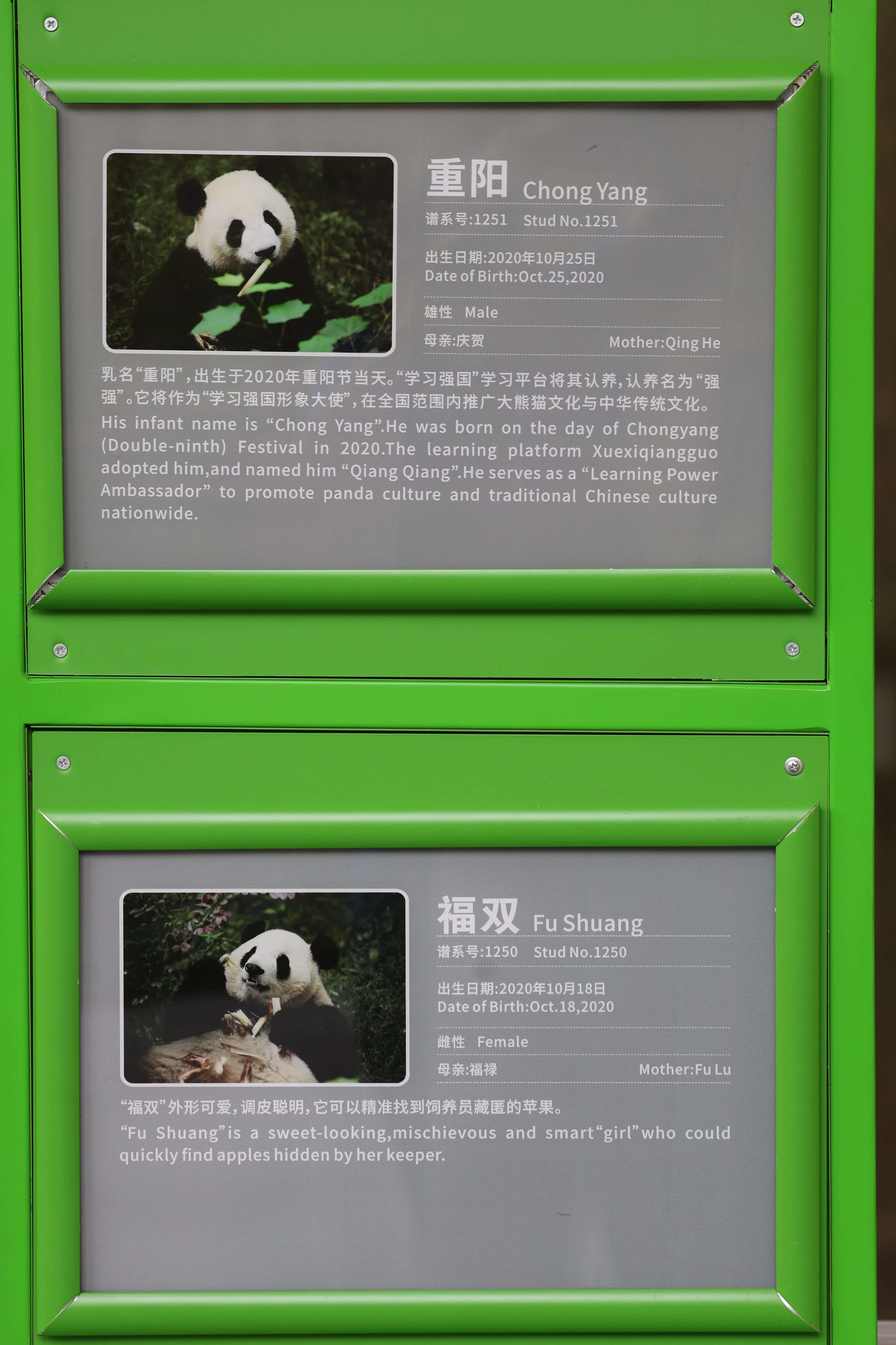 Chengdu Research Base of Giant Panda Breeding