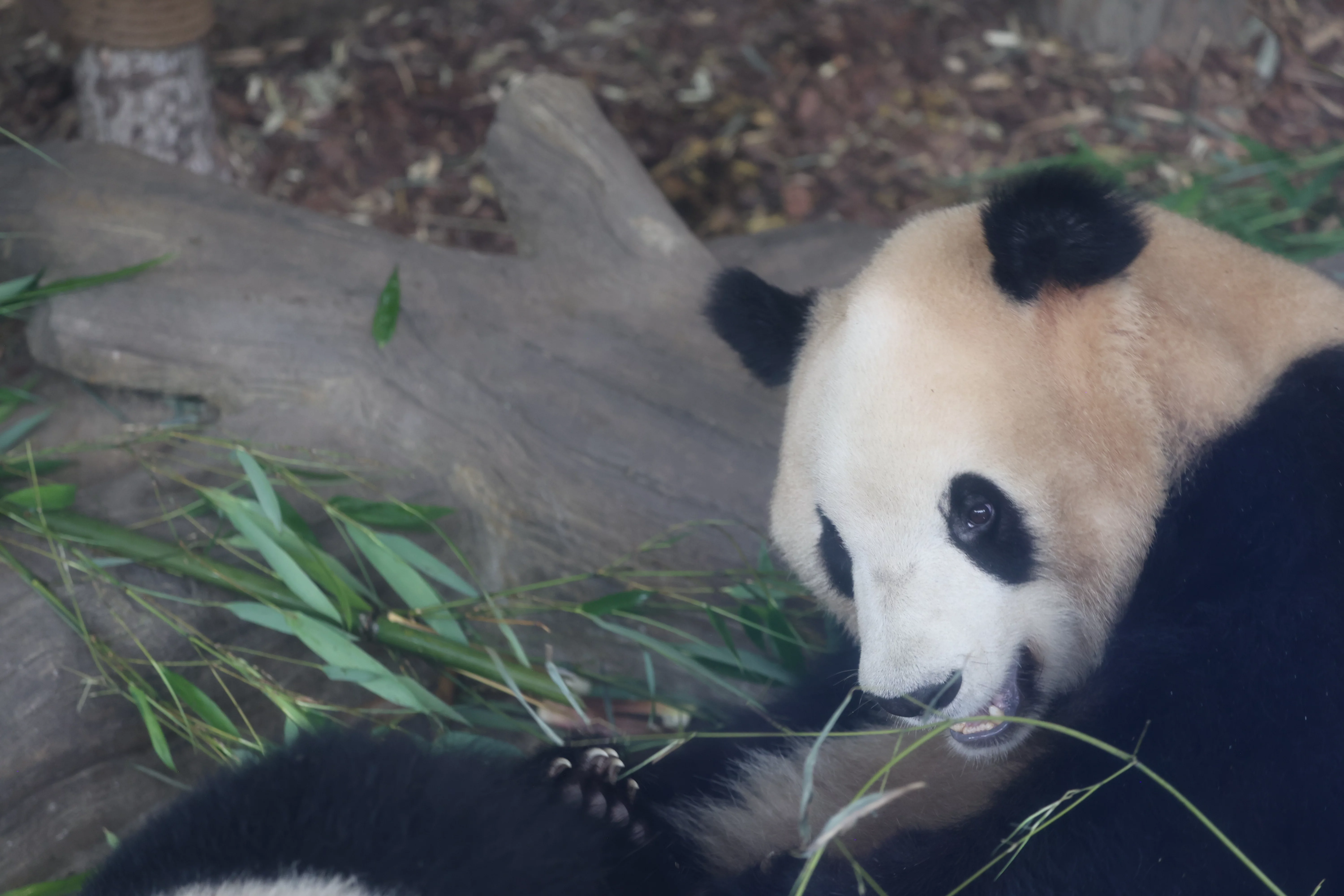 Chengdu Research Base of Giant Panda Breeding