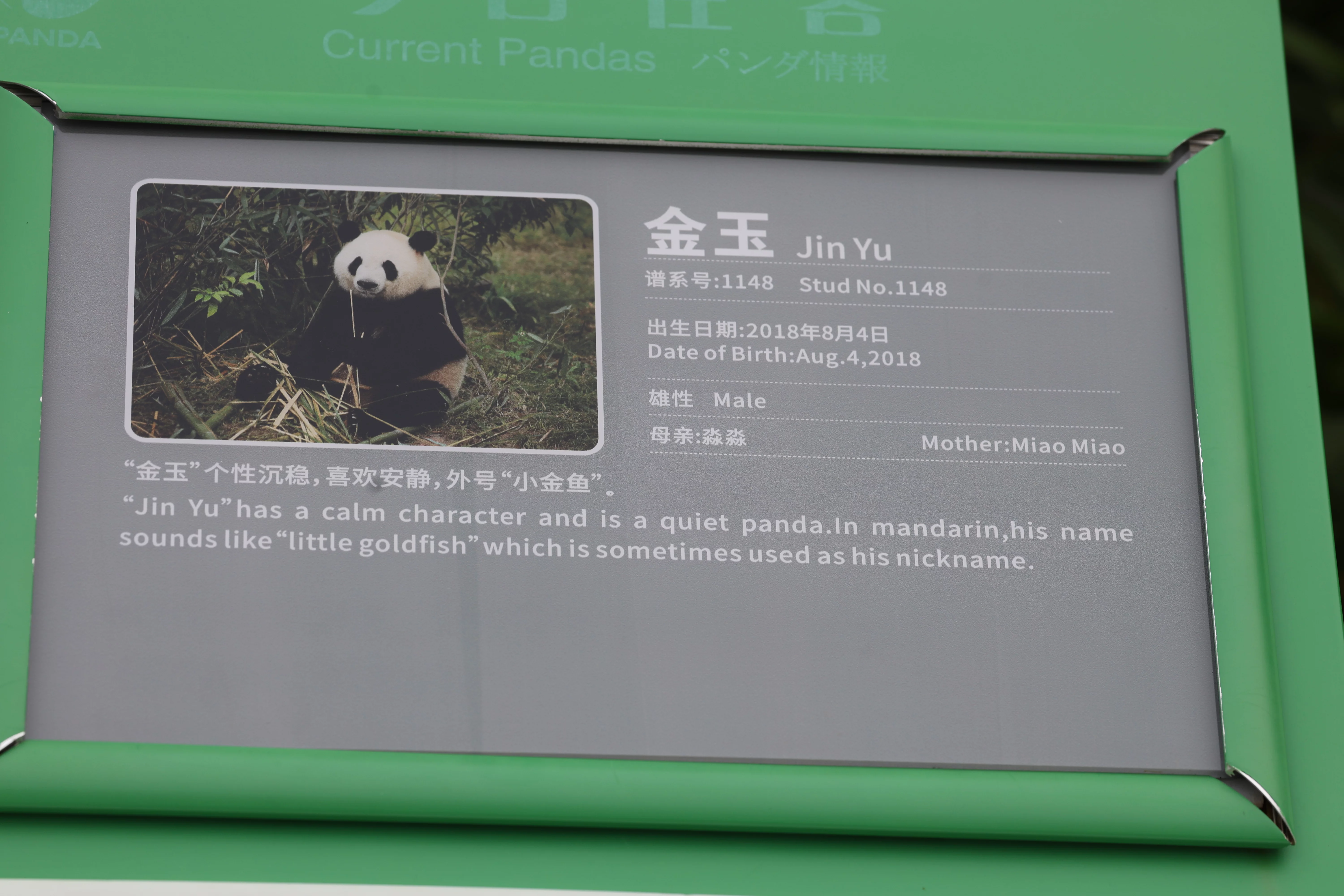 Chengdu Research Base of Giant Panda Breeding