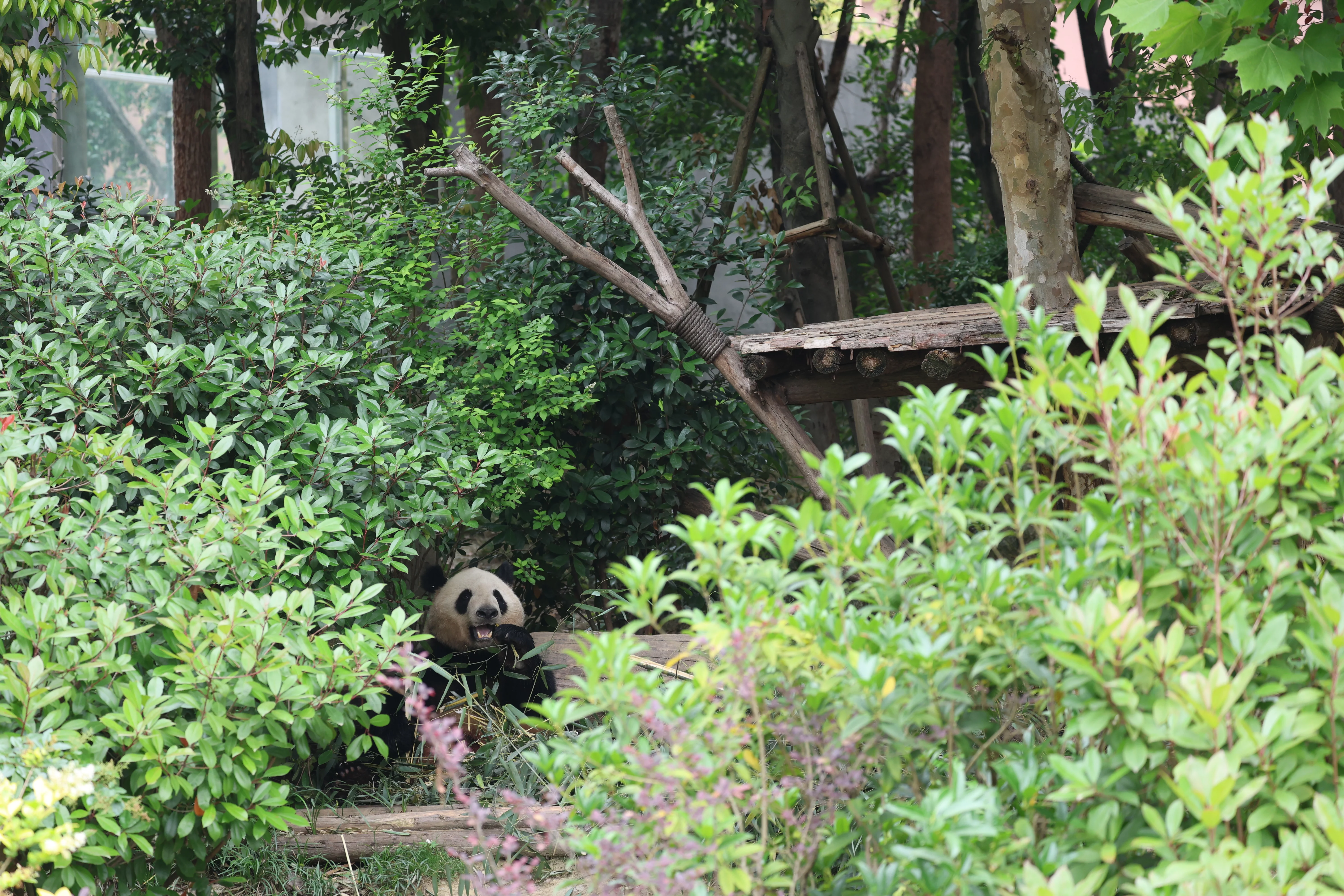 Chengdu Research Base of Giant Panda Breeding