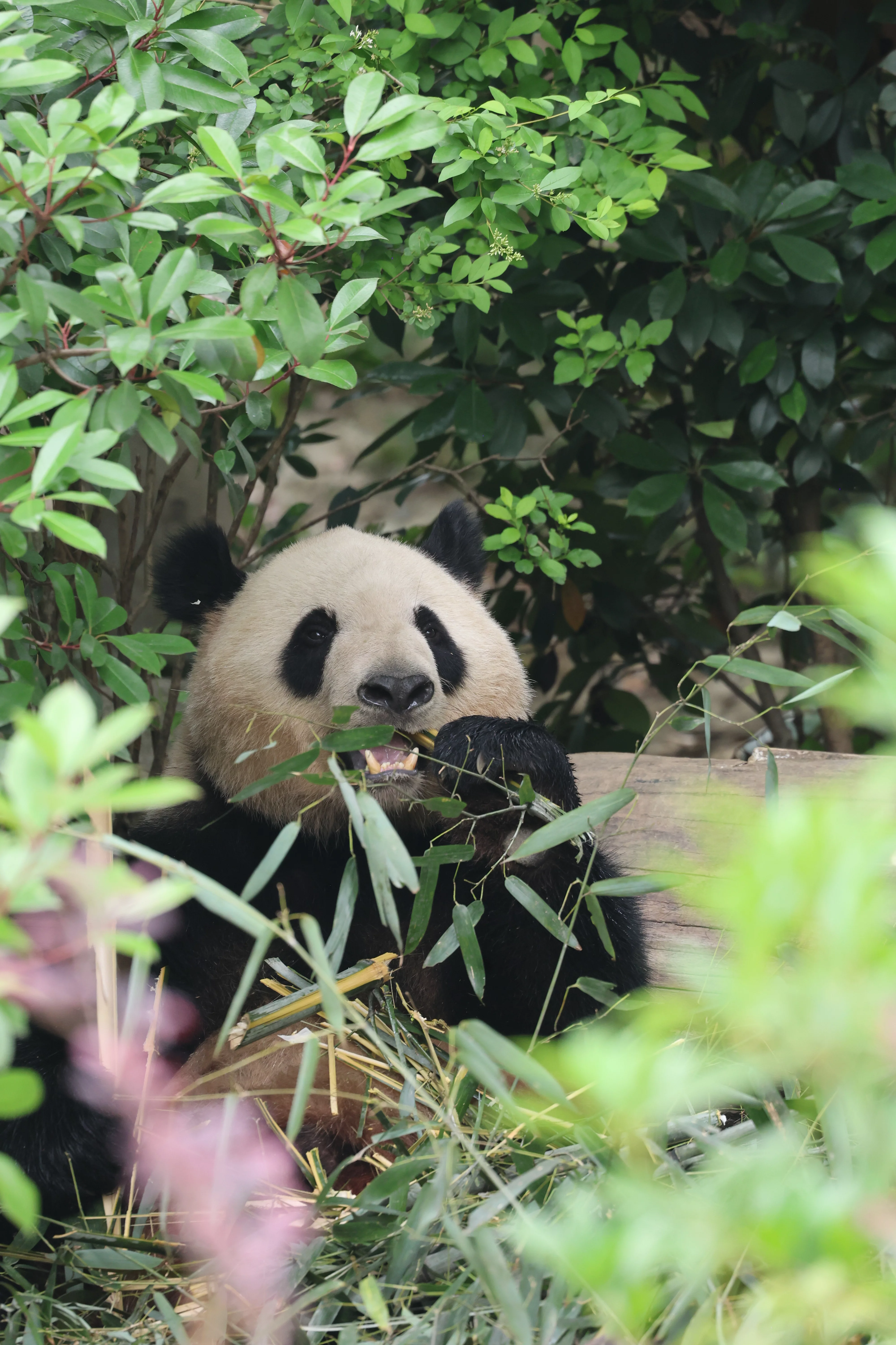 Chengdu Research Base of Giant Panda Breeding