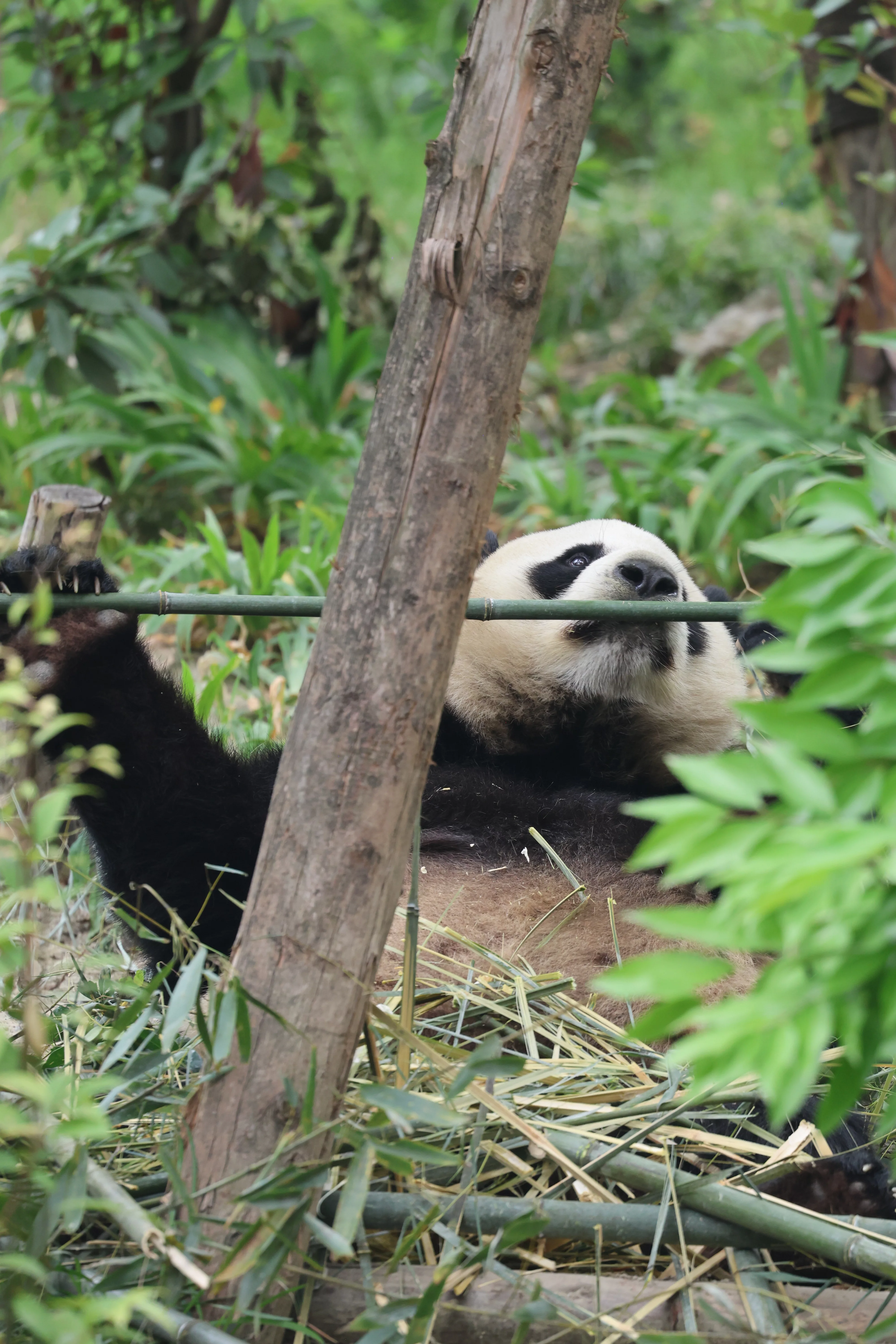 Chengdu Research Base of Giant Panda Breeding