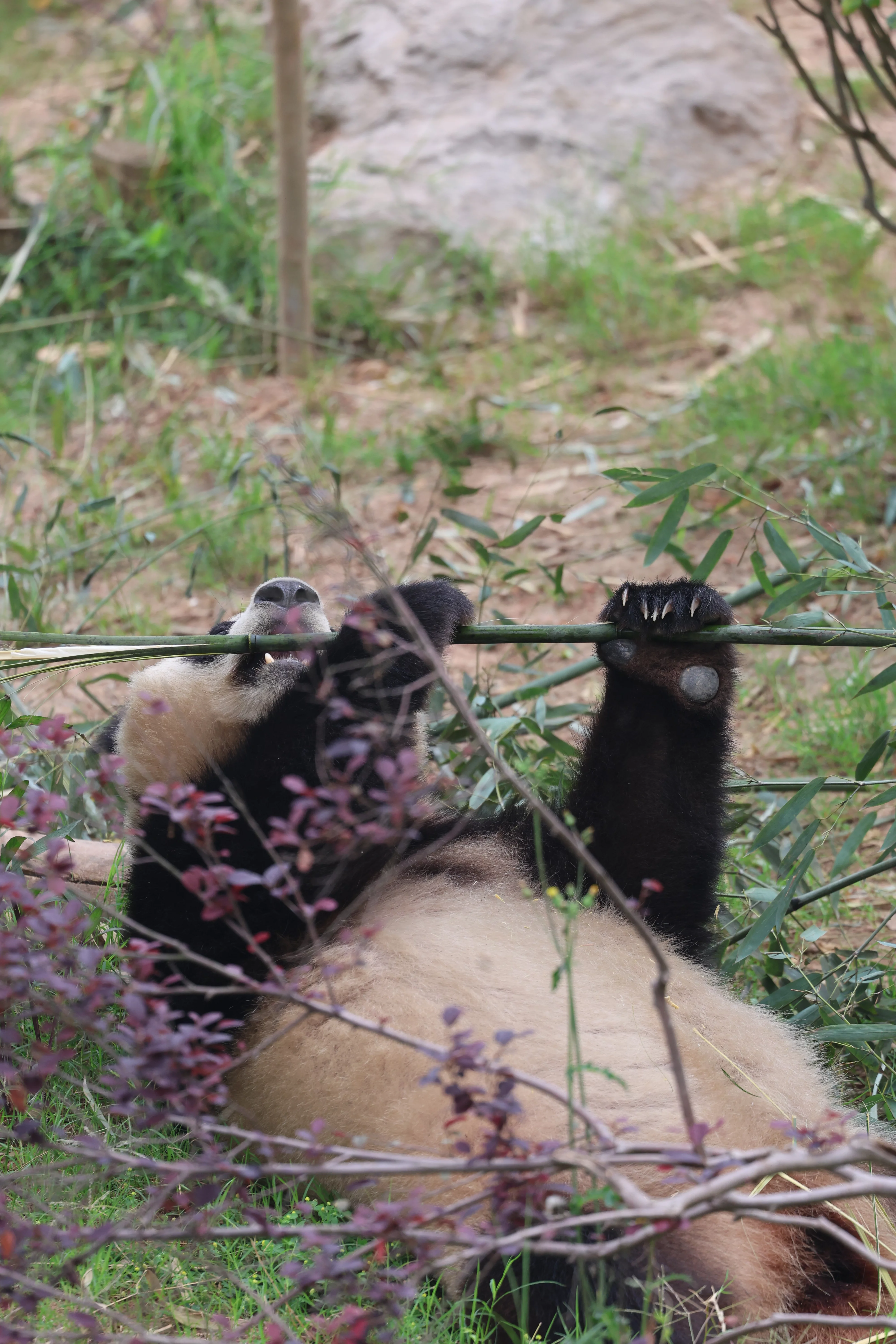 Chengdu Research Base of Giant Panda Breeding
