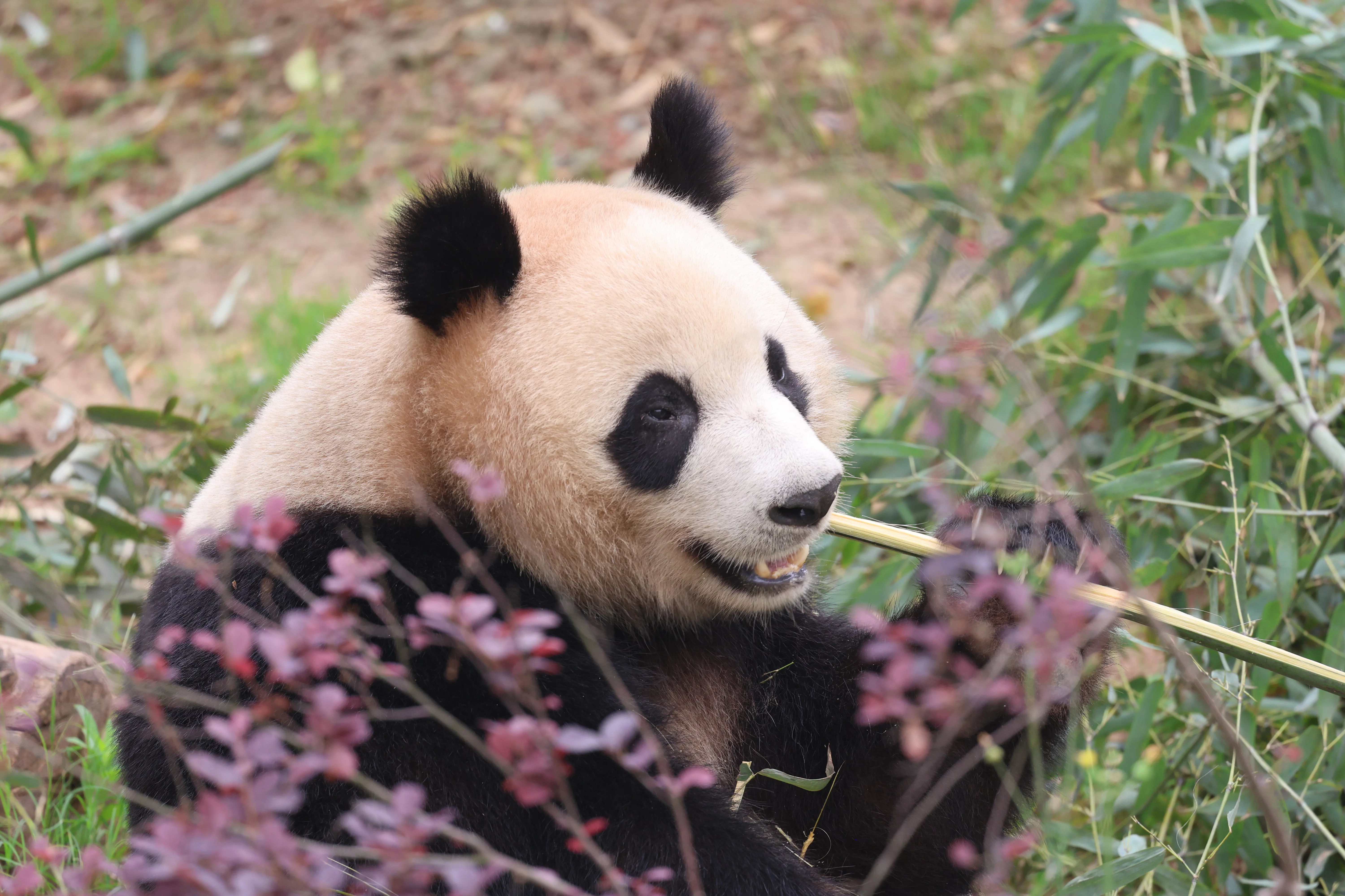 Chengdu Research Base of Giant Panda Breeding