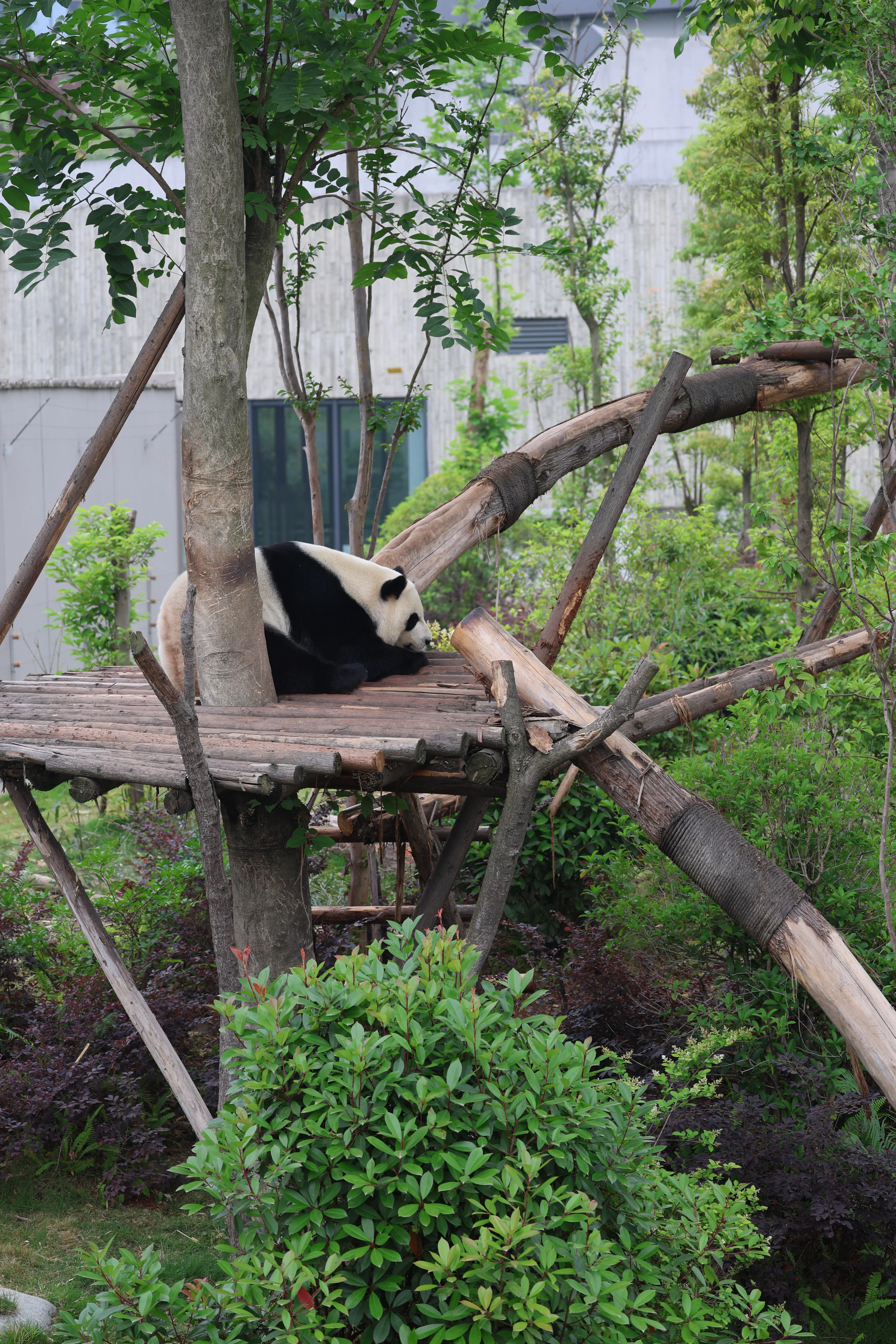 Chengdu Research Base of Giant Panda Breeding