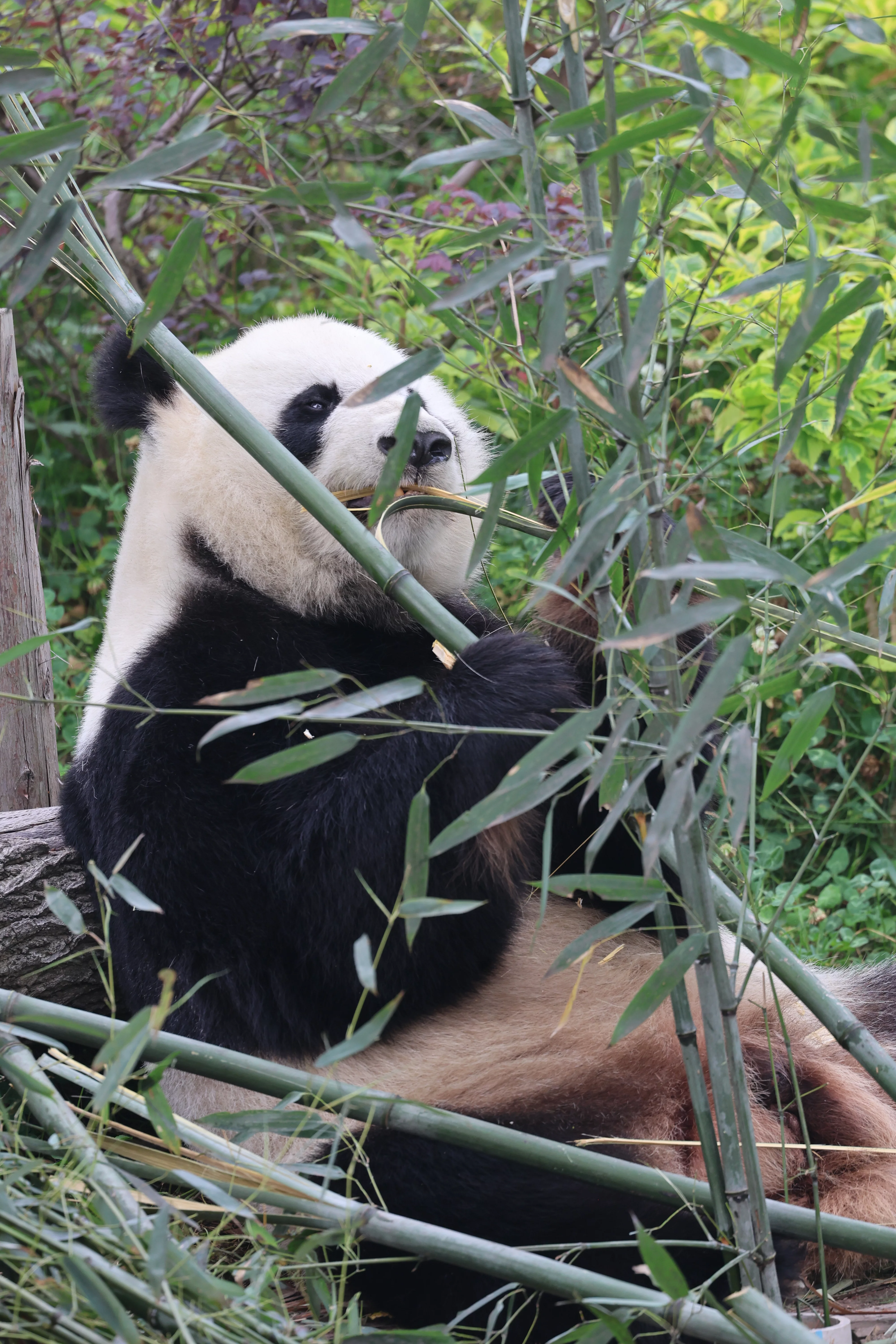 Chengdu Research Base of Giant Panda Breeding