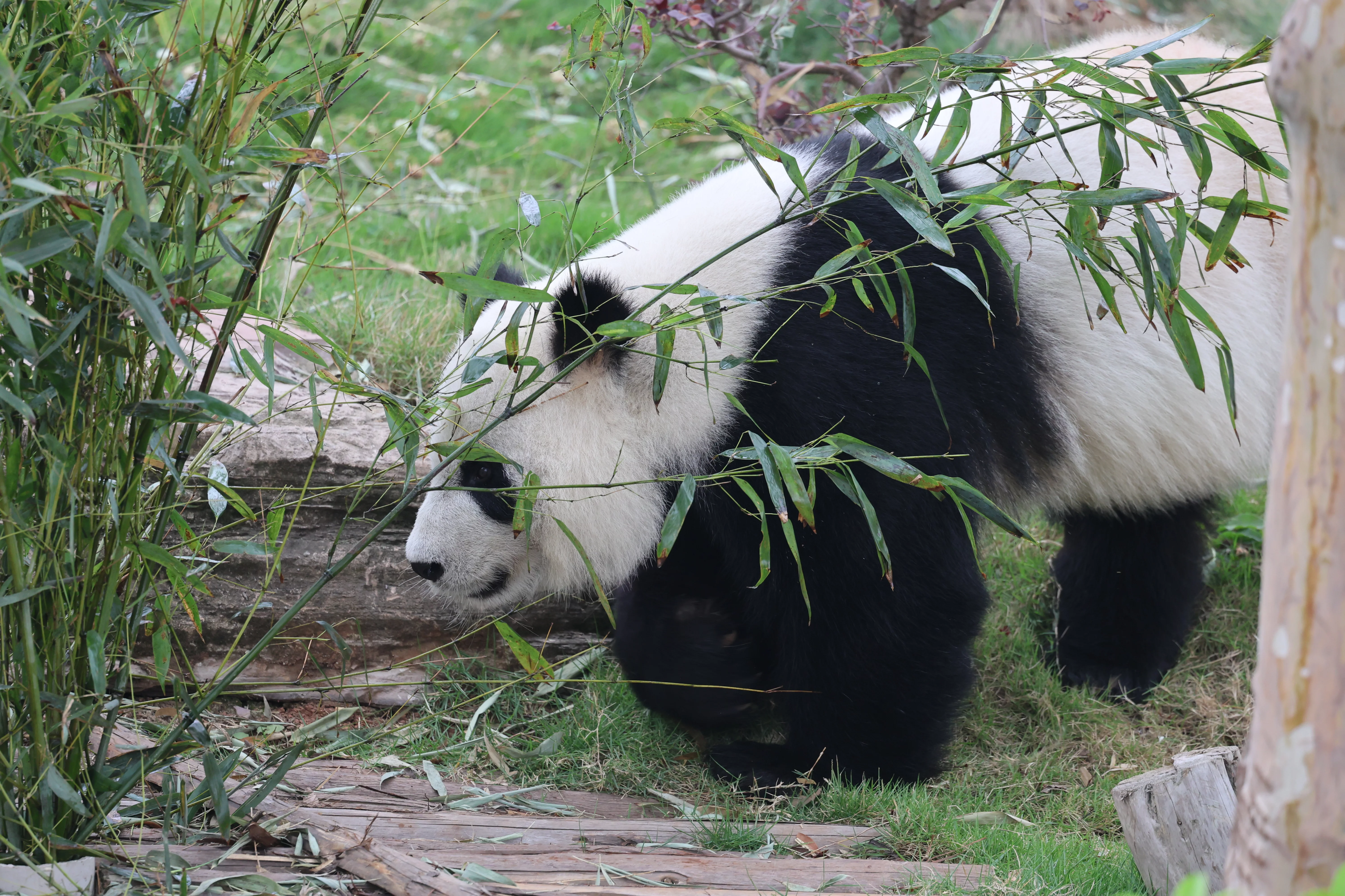 Chengdu Research Base of Giant Panda Breeding