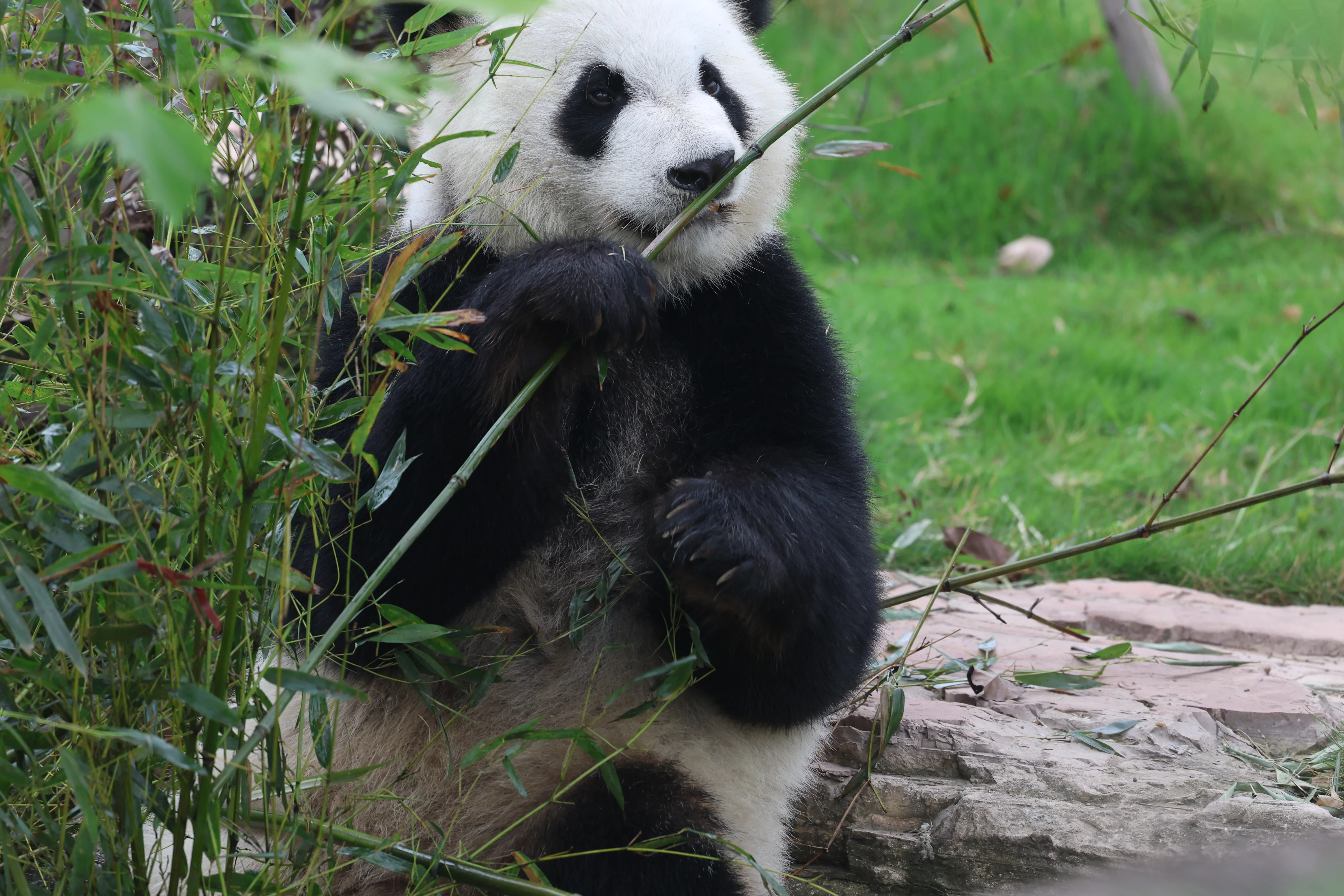 Chengdu Research Base of Giant Panda Breeding