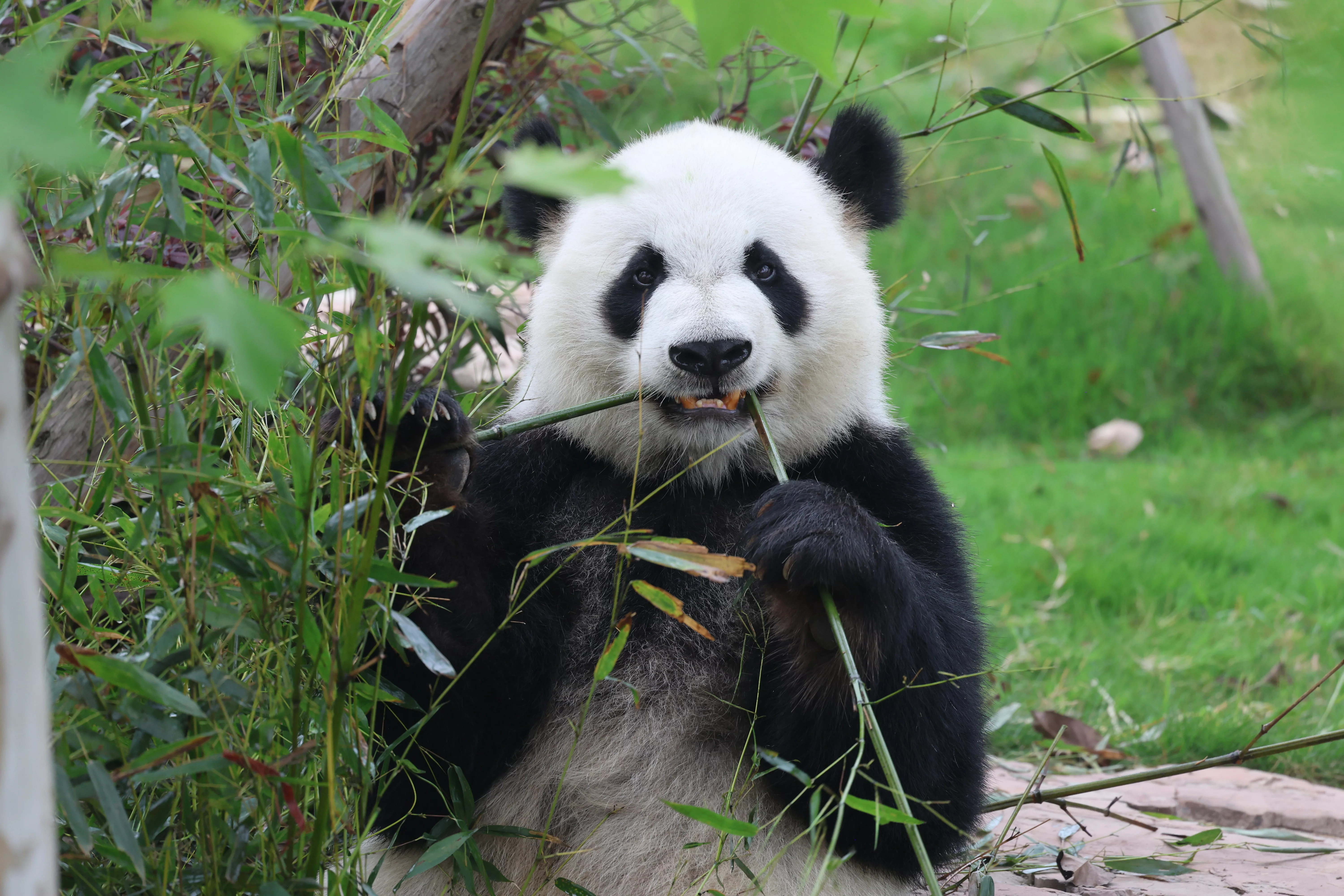 Chengdu Research Base of Giant Panda Breeding
