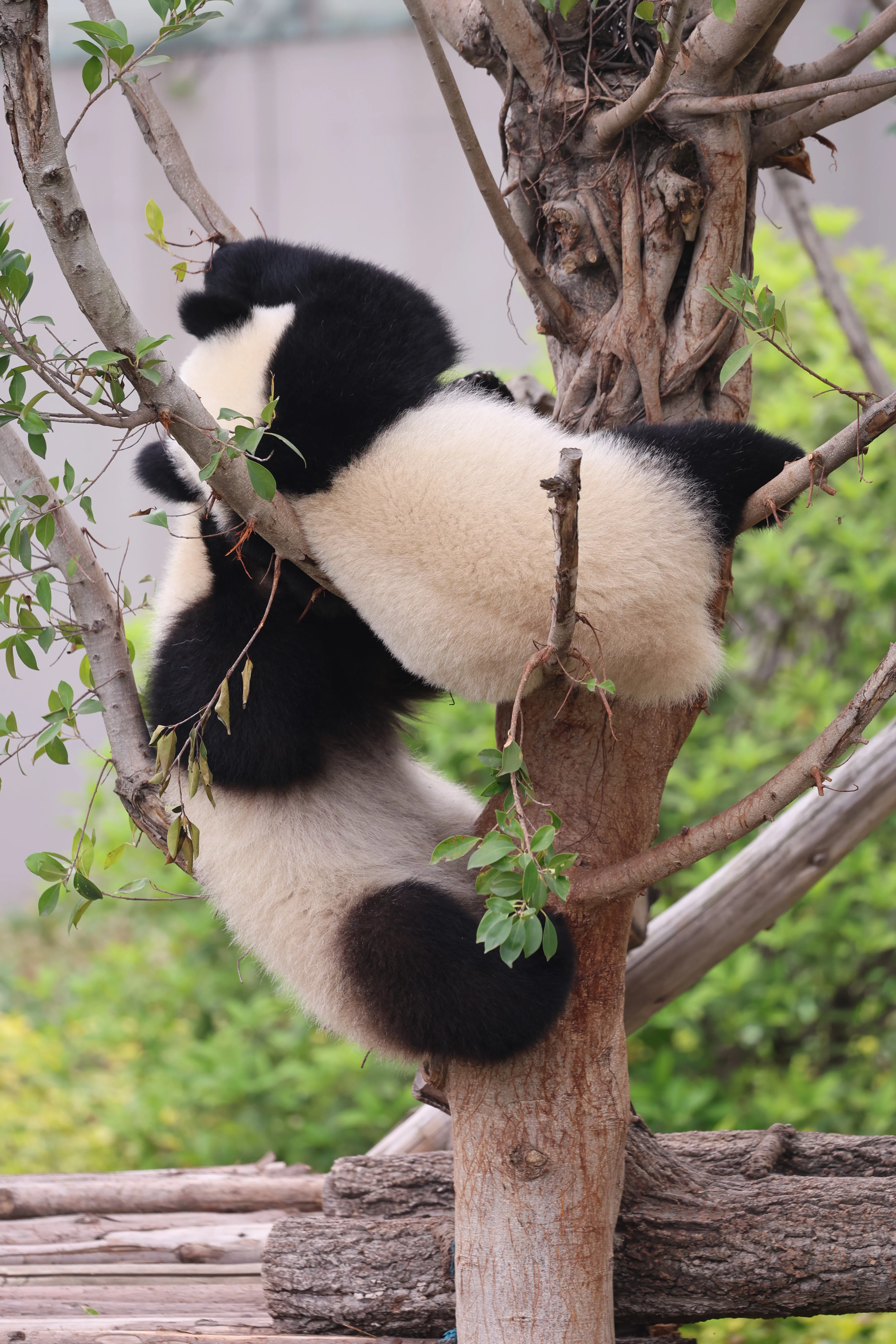 Chengdu Research Base of Giant Panda Breeding