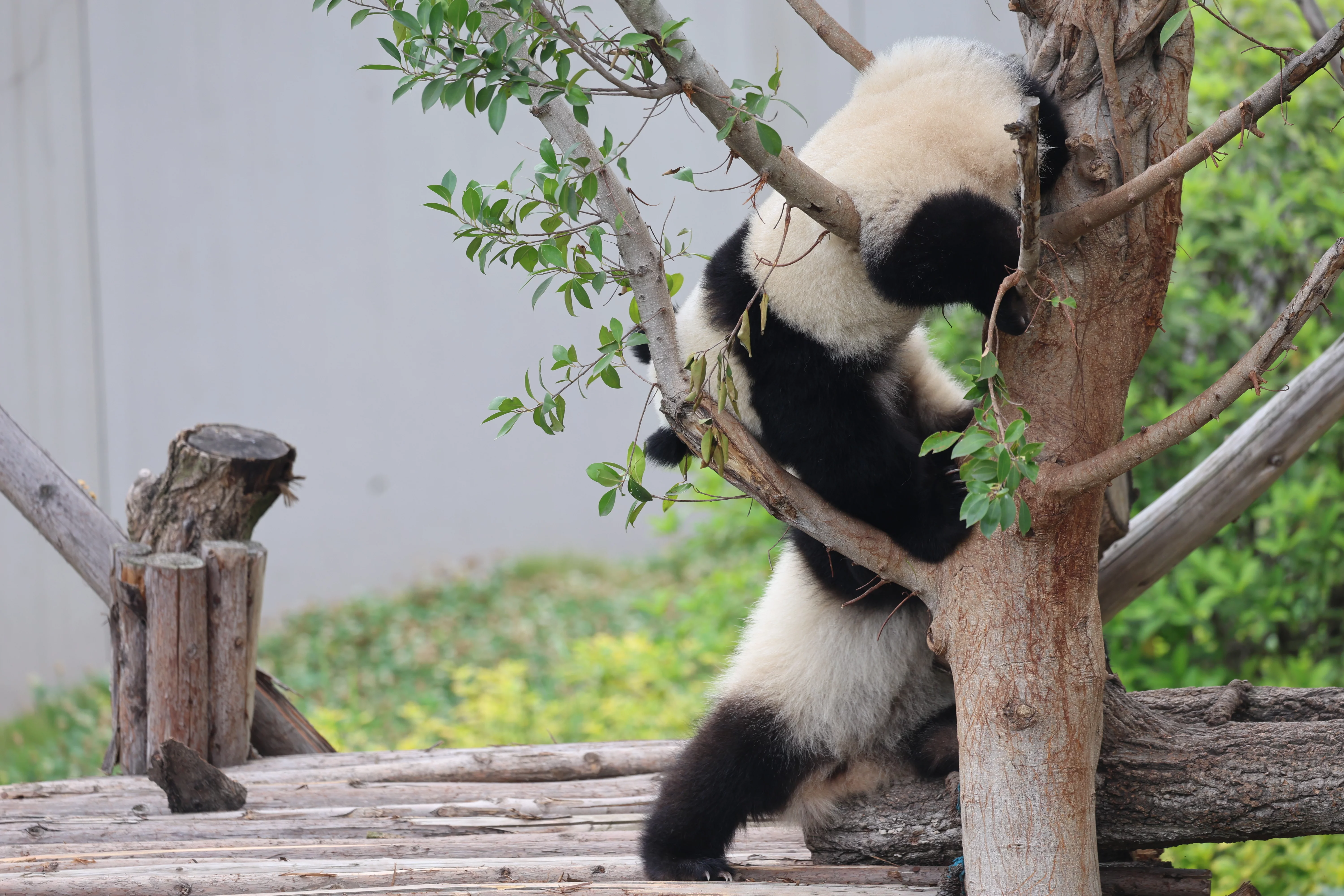 Chengdu Research Base of Giant Panda Breeding