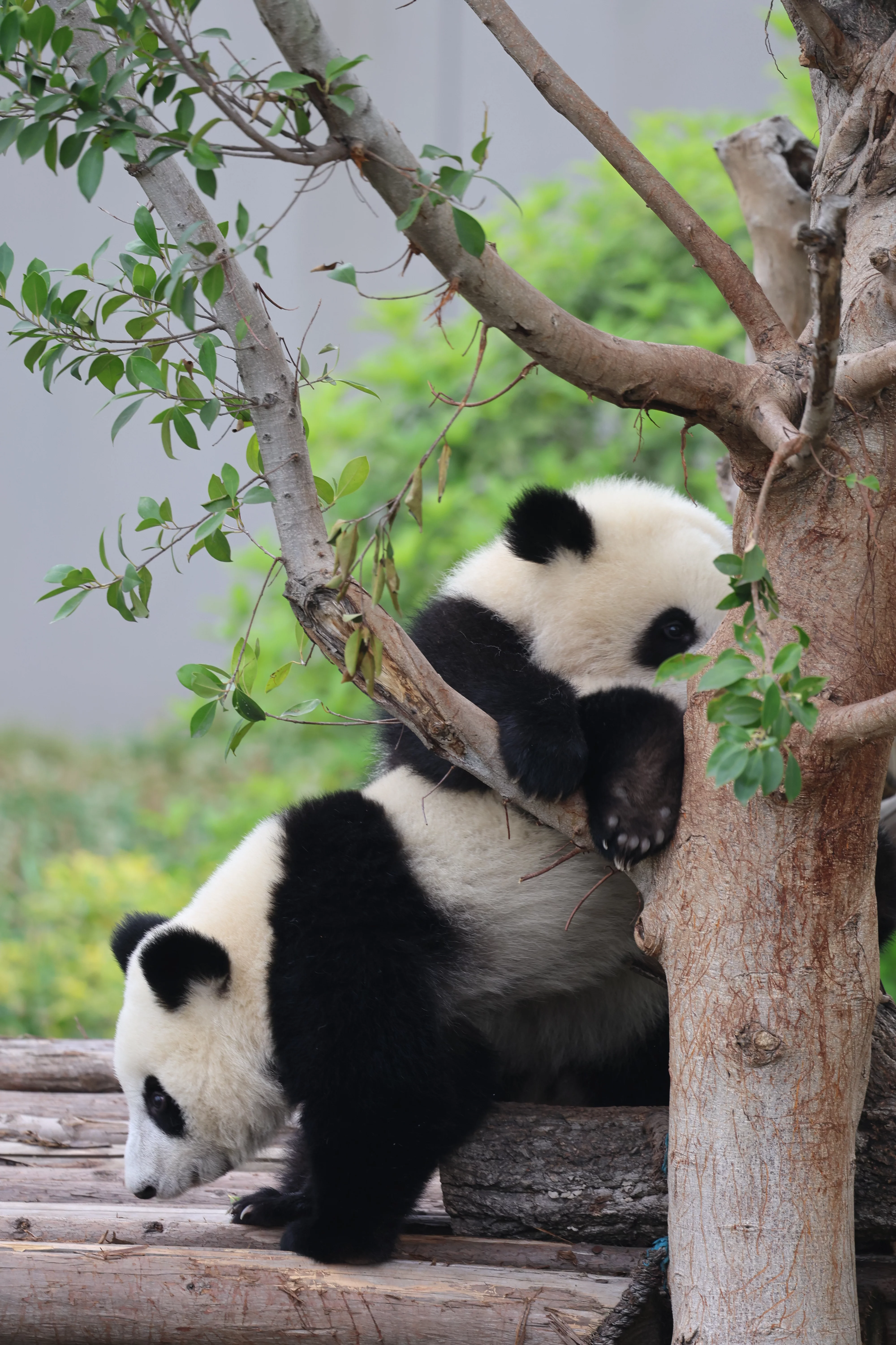 Chengdu Research Base of Giant Panda Breeding