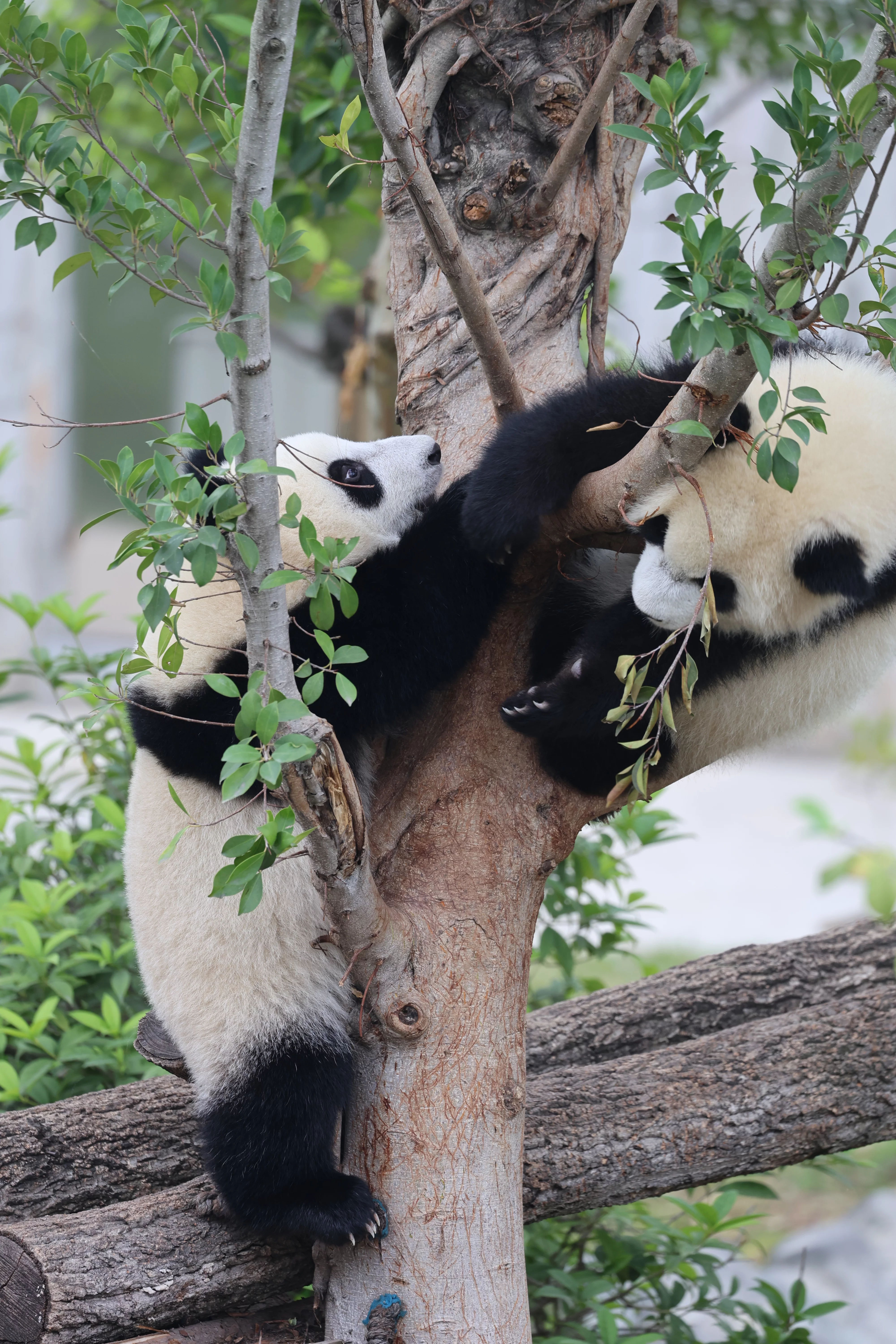 Chengdu Research Base of Giant Panda Breeding