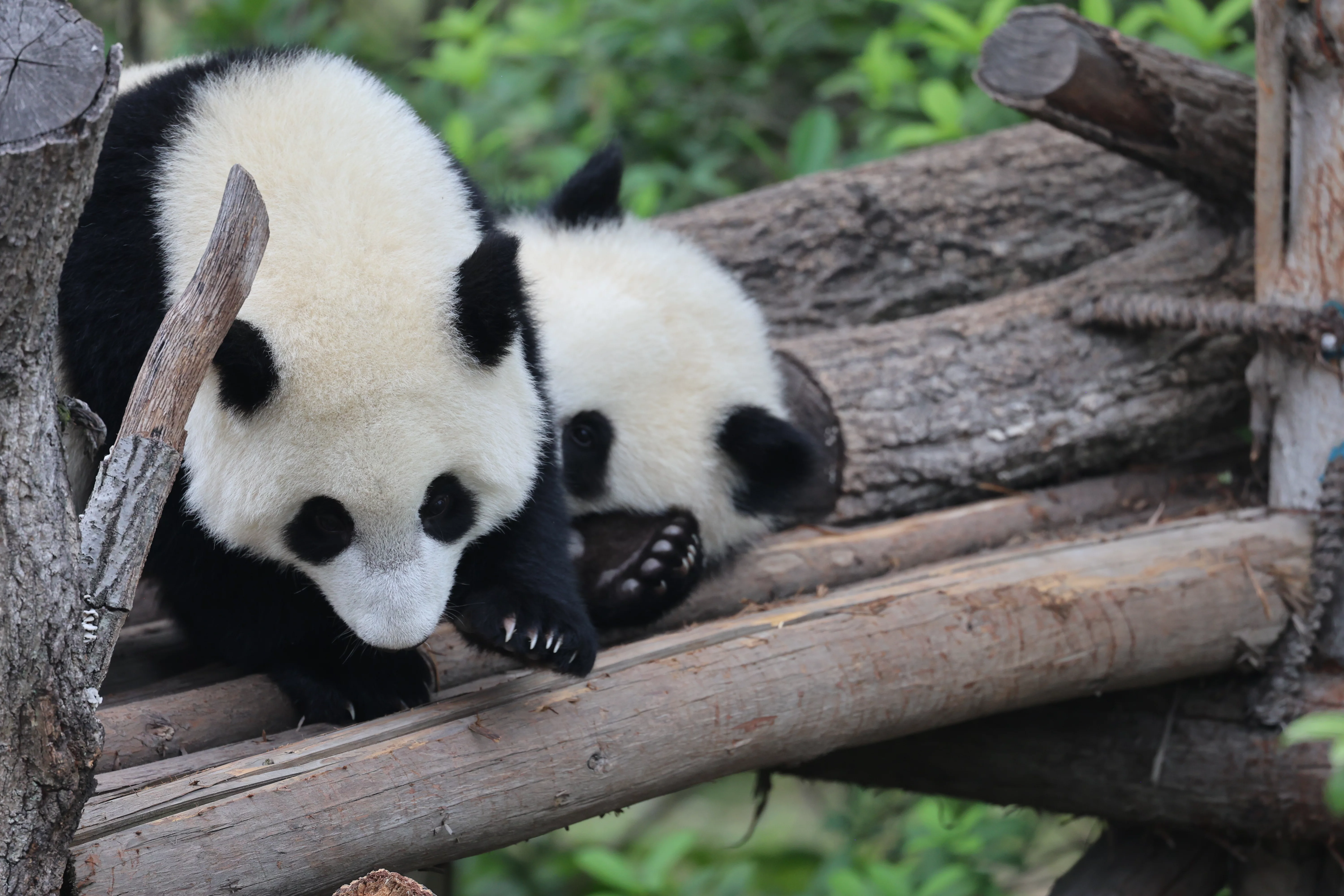 Chengdu Research Base of Giant Panda Breeding