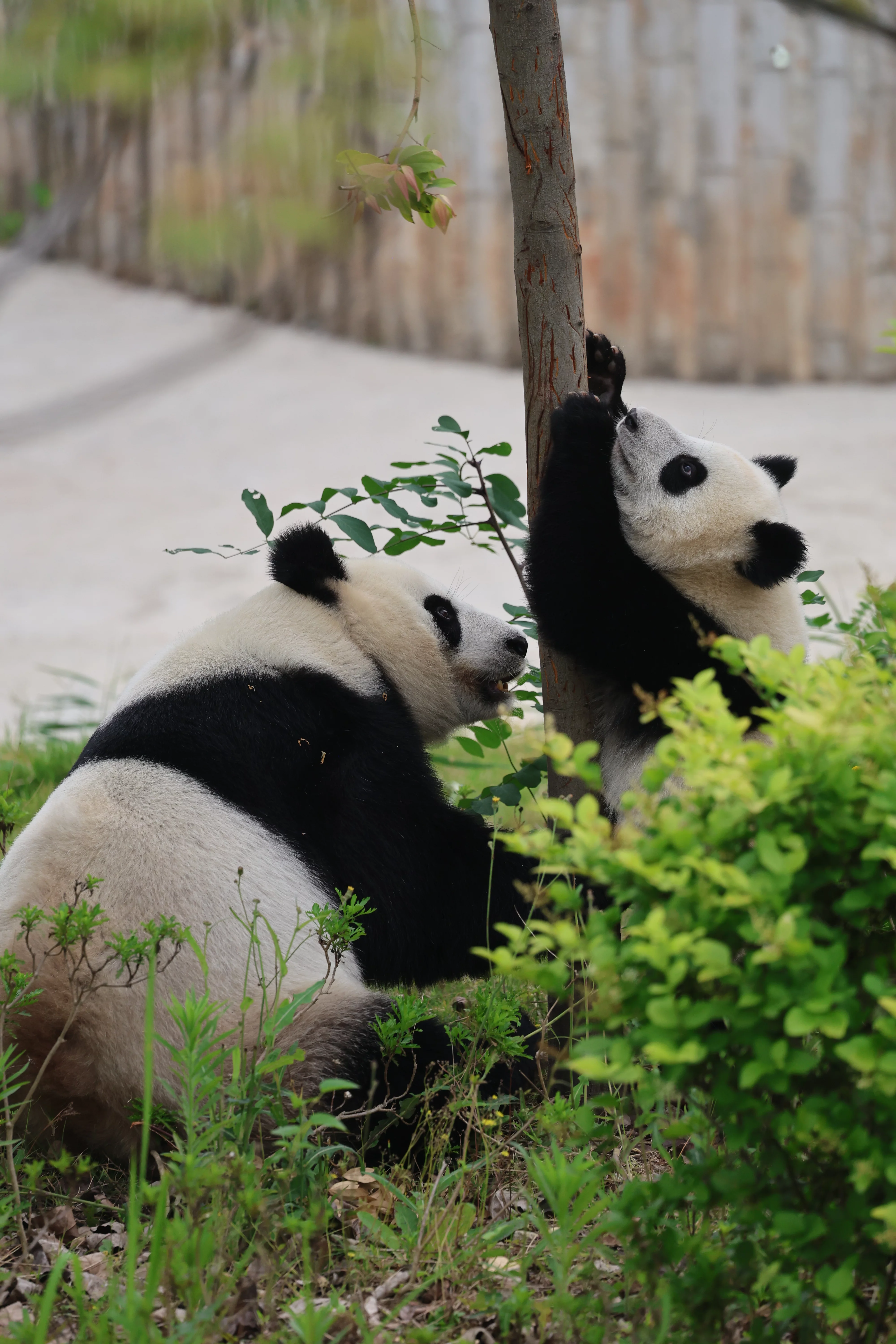 Chengdu Research Base of Giant Panda Breeding
