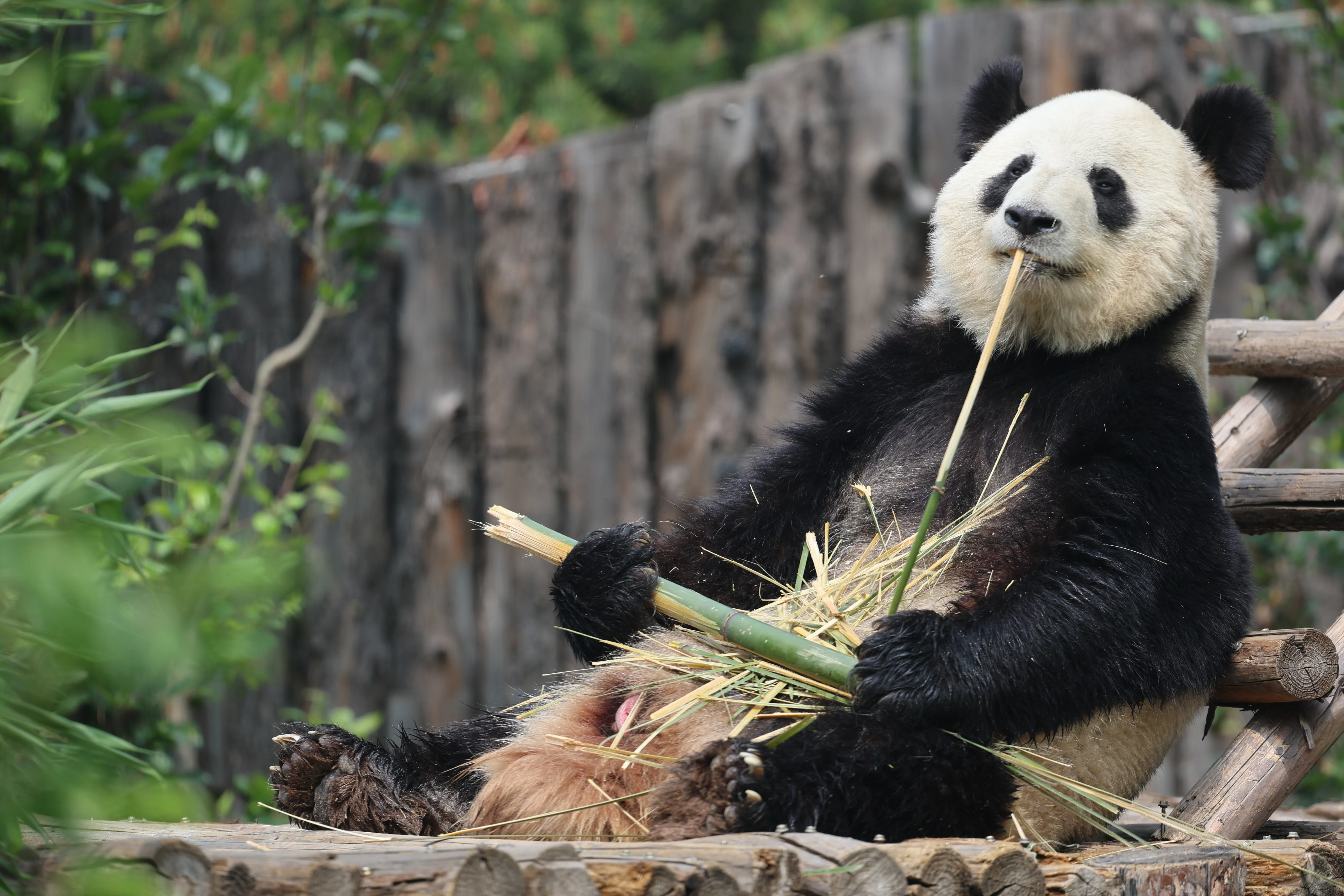 Tangshan Zoo