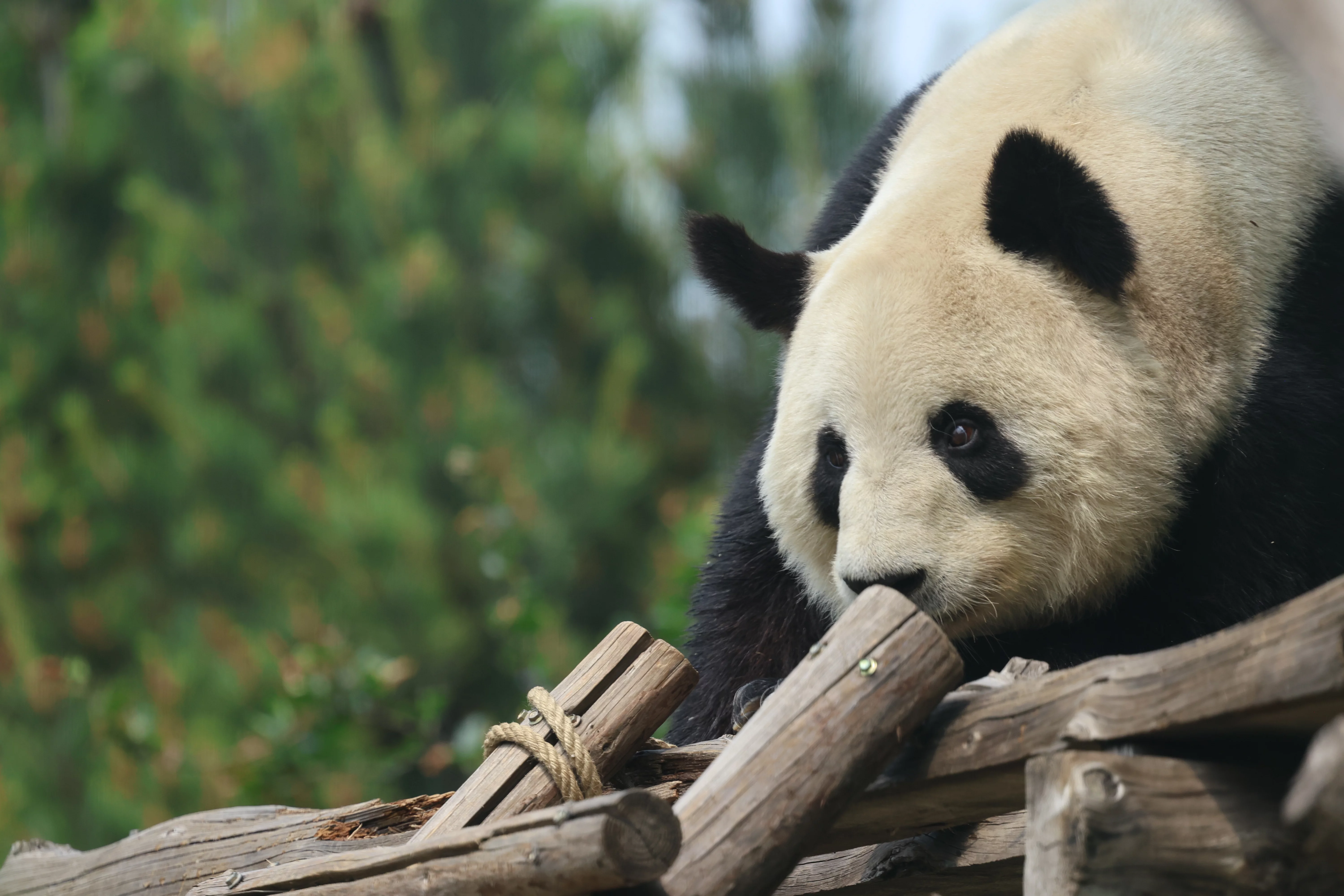 Tangshan Zoo