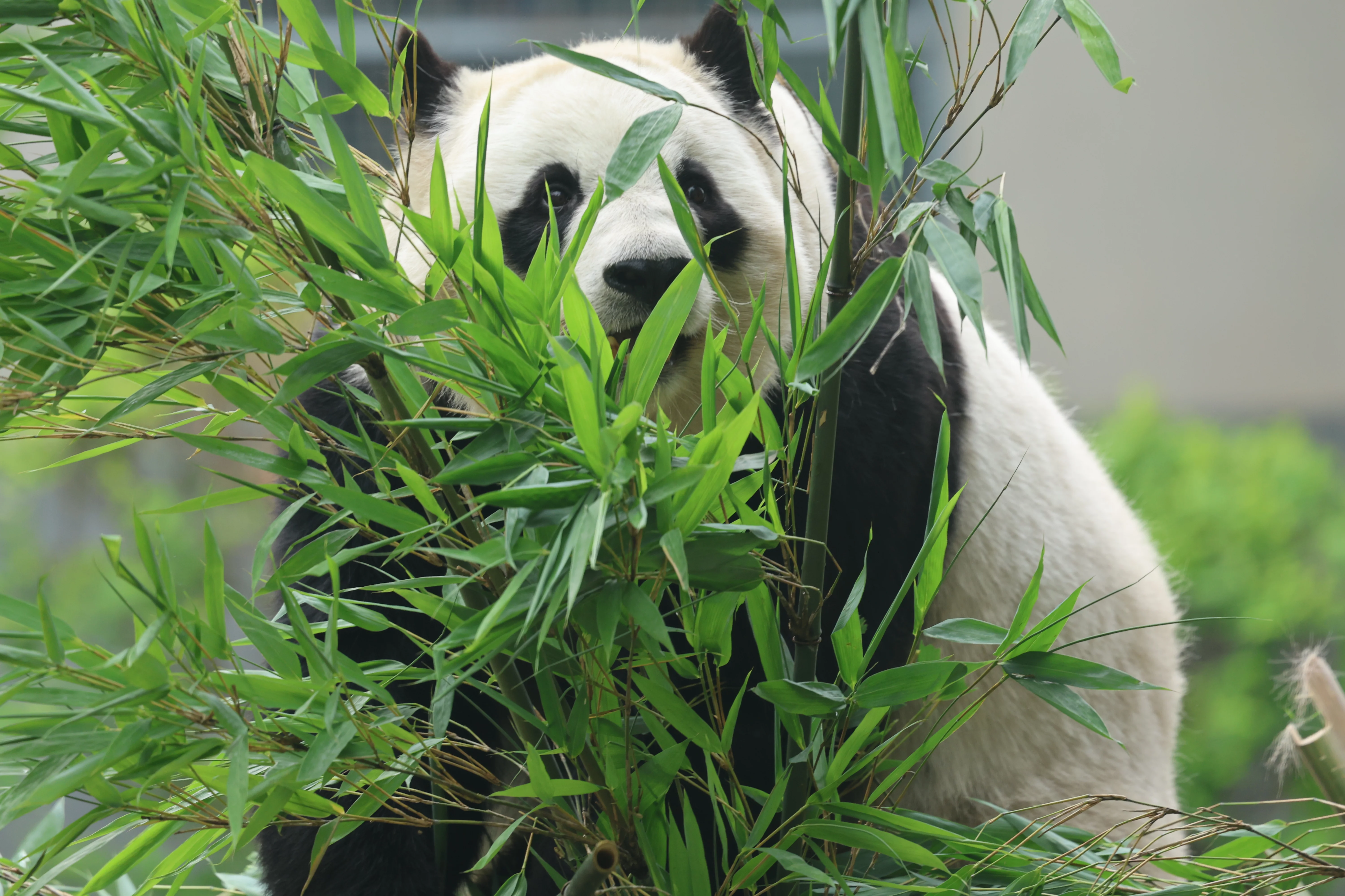Tangshan Zoo