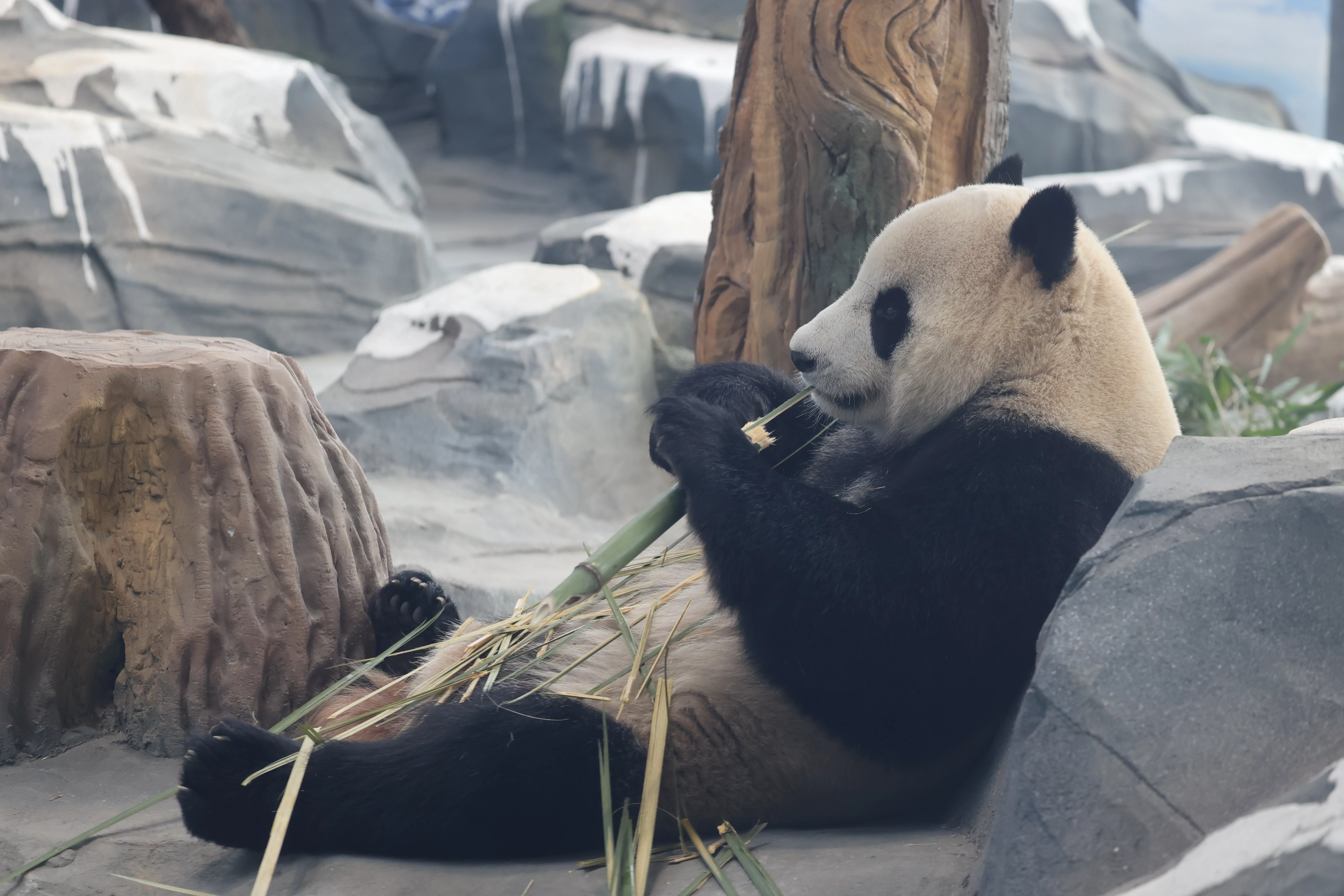Mianyang China Giant Panda Garden