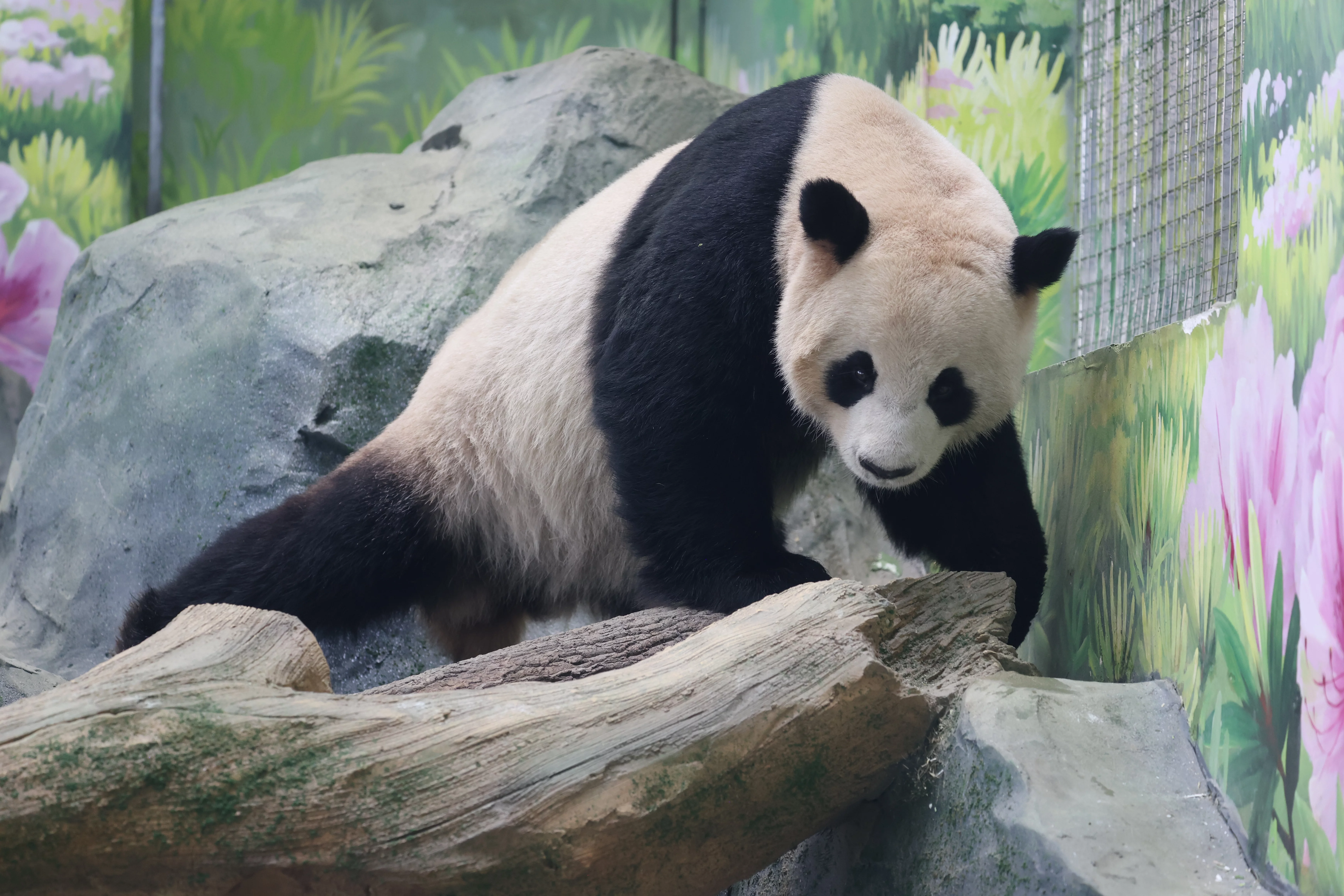 Mianyang China Giant Panda Garden