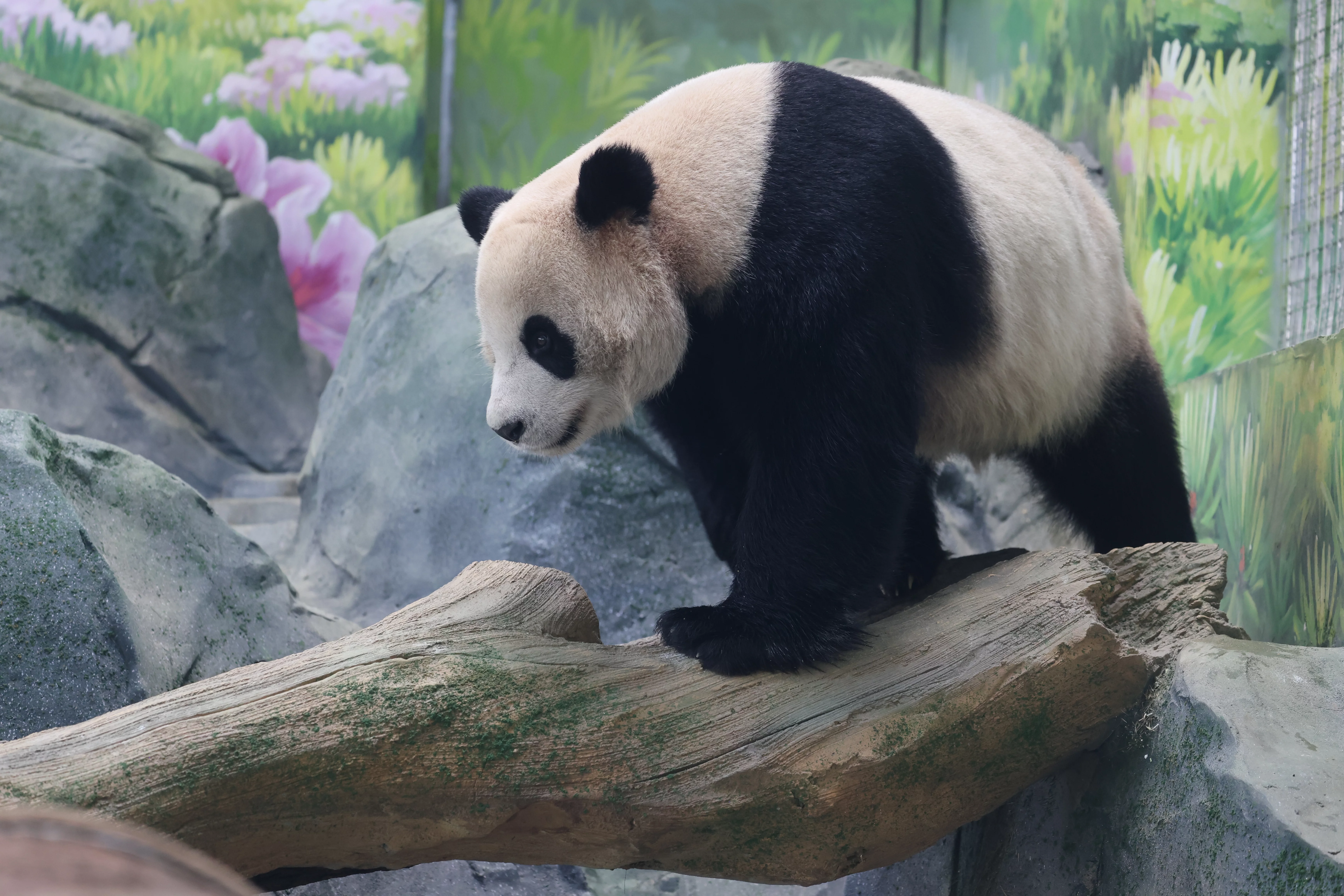Mianyang China Giant Panda Garden