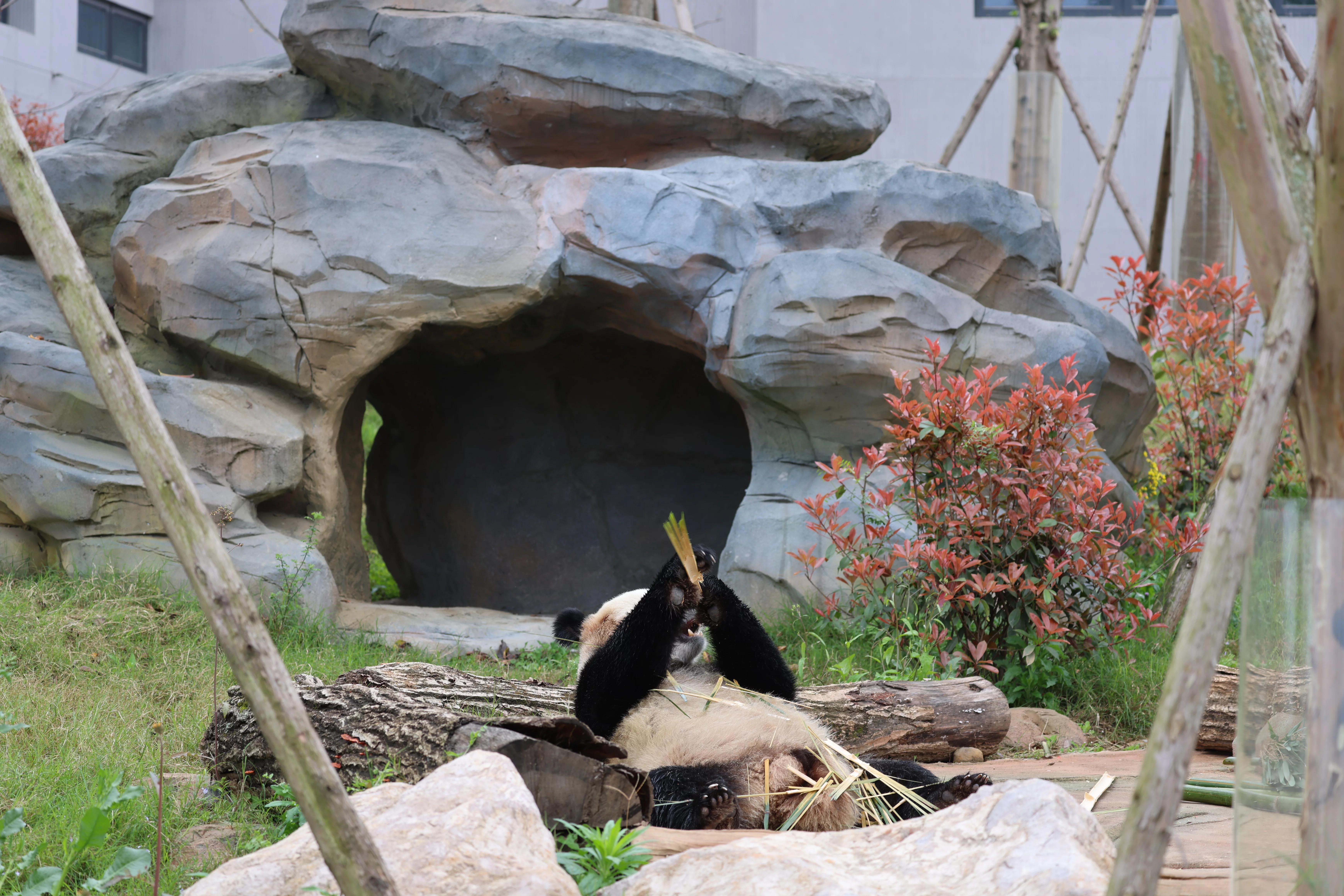 Mianyang China Giant Panda Garden