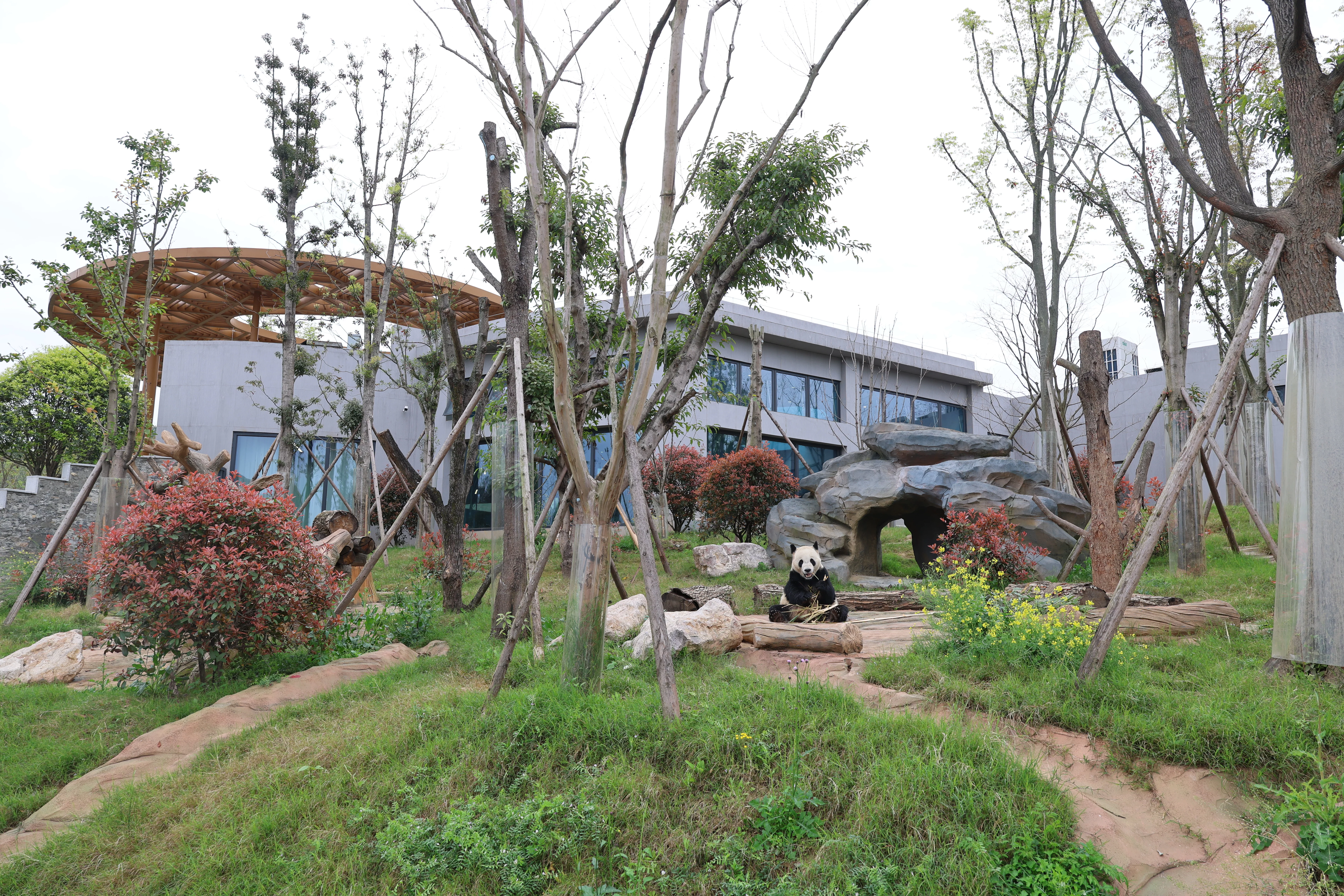 Mianyang China Giant Panda Garden