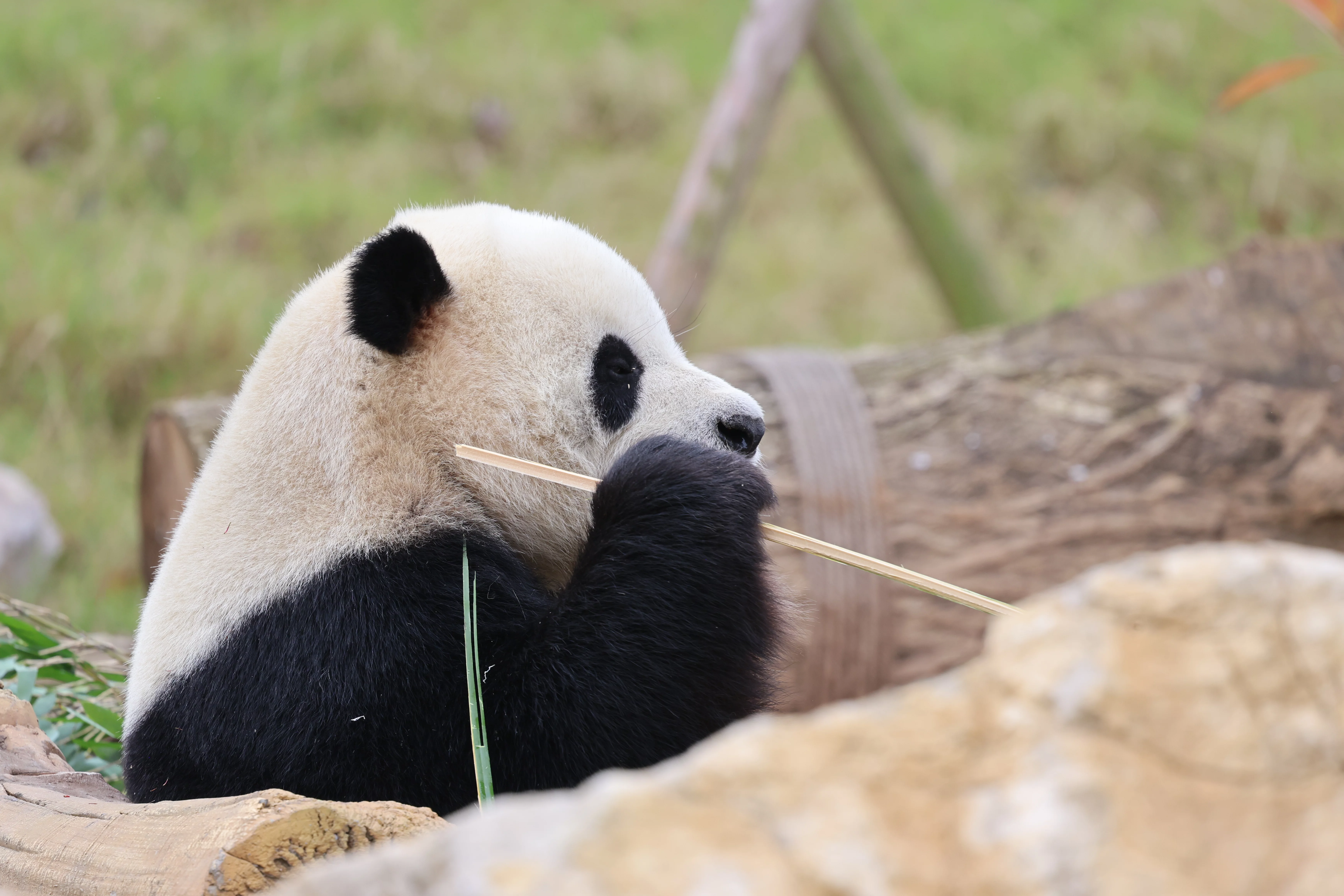Mianyang China Giant Panda Garden
