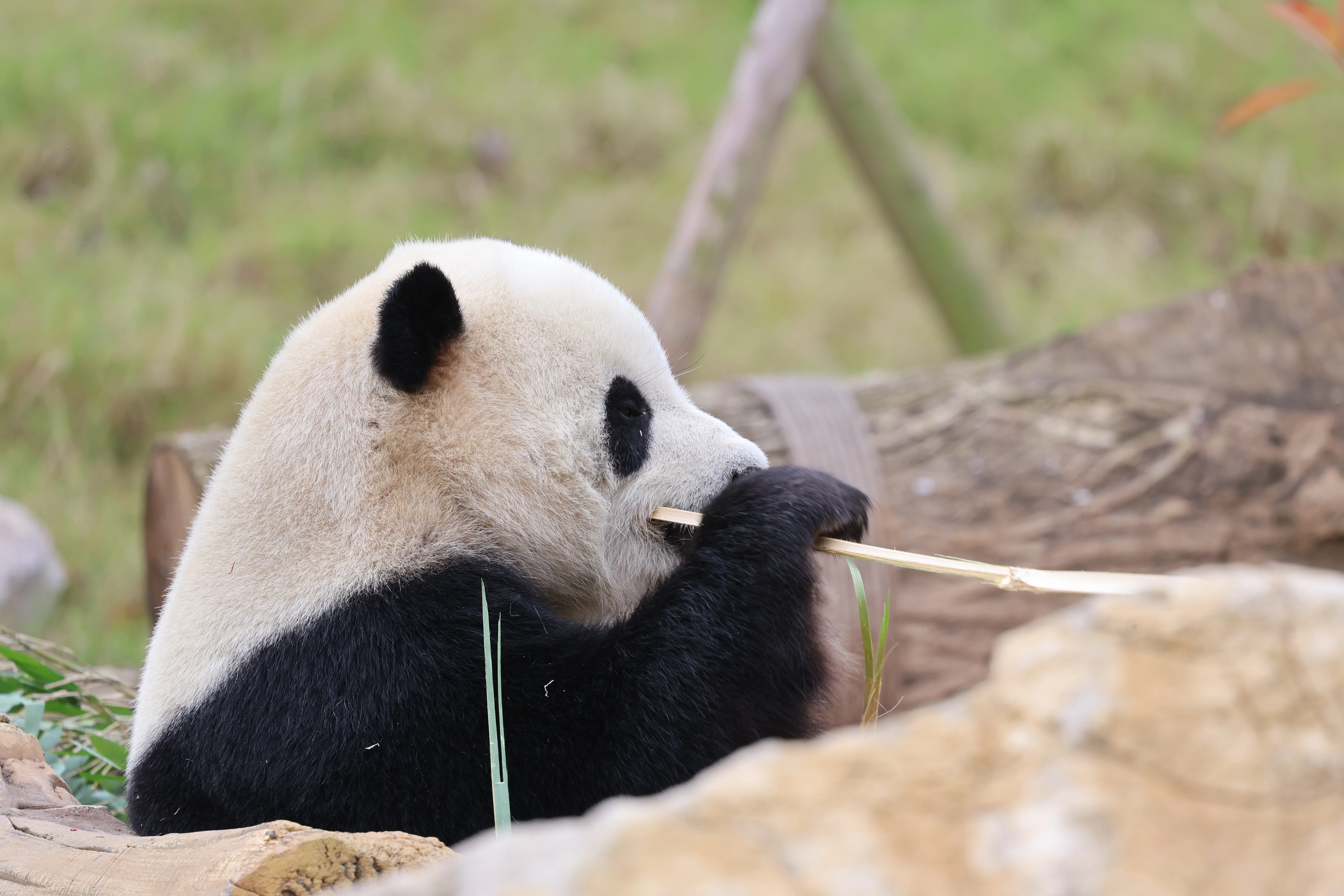 Mianyang China Giant Panda Garden