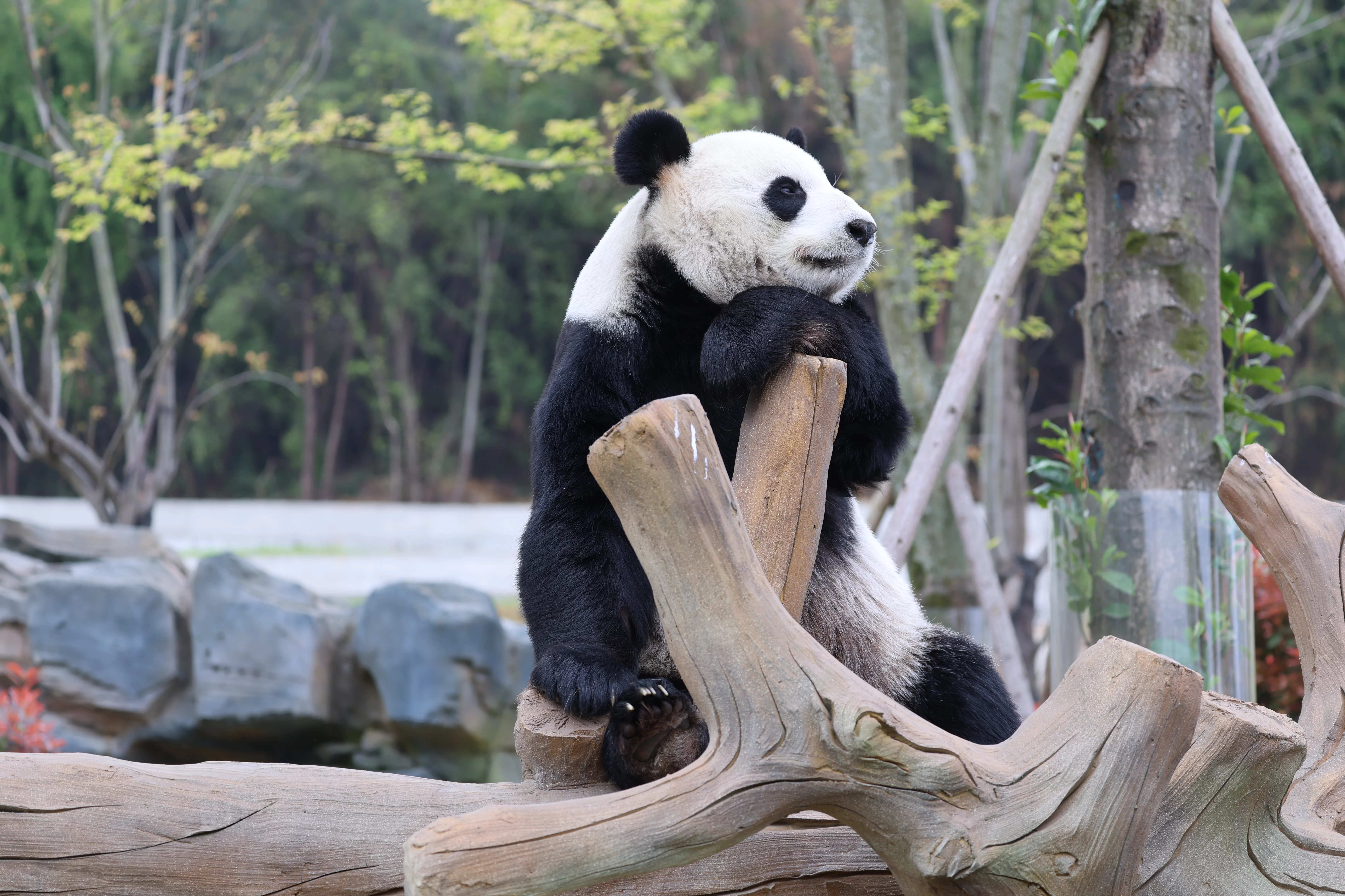Mianyang China Giant Panda Garden