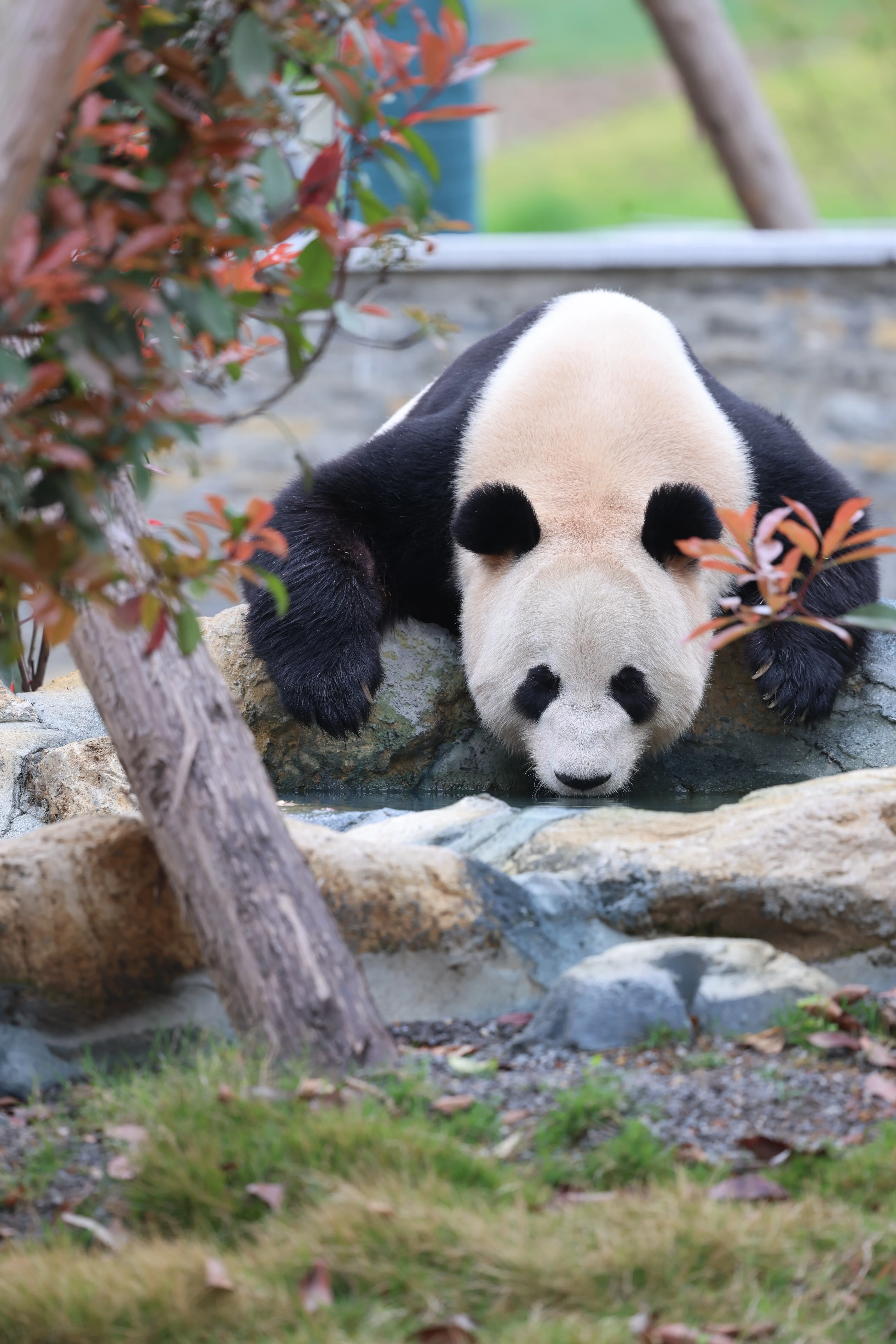 Mianyang China Giant Panda Garden