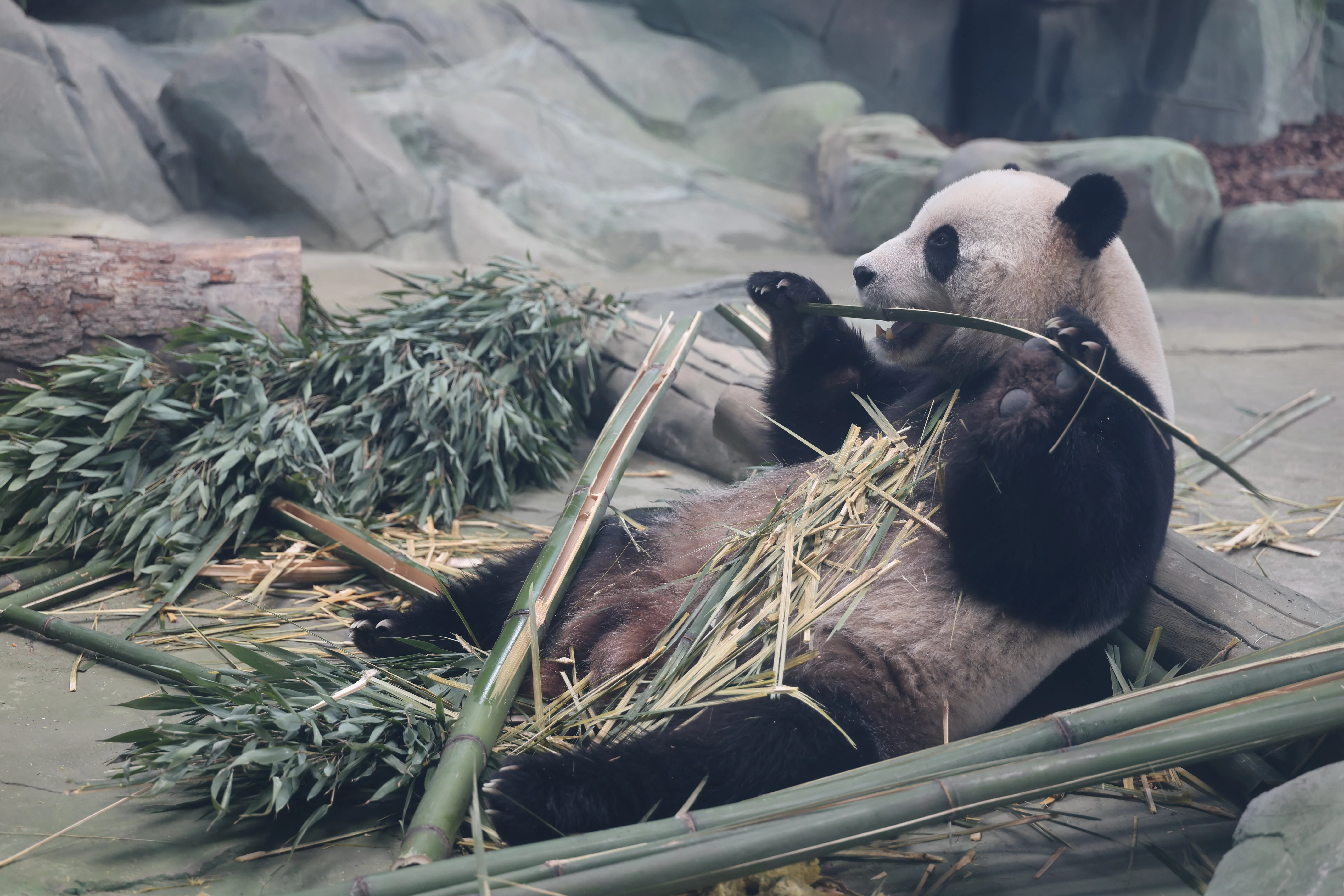 Mianyang China Giant Panda Garden