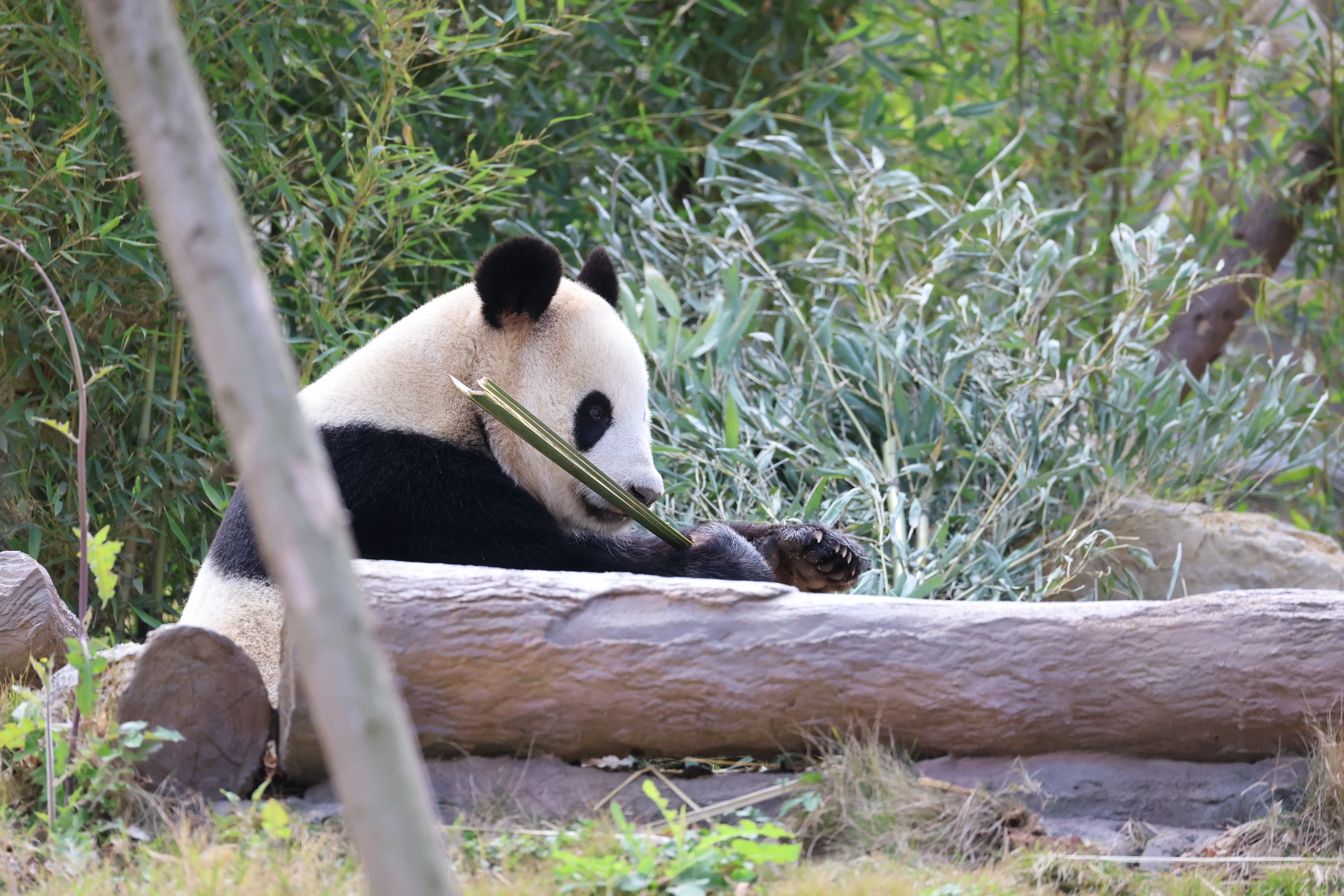 Mianyang China Giant Panda Garden